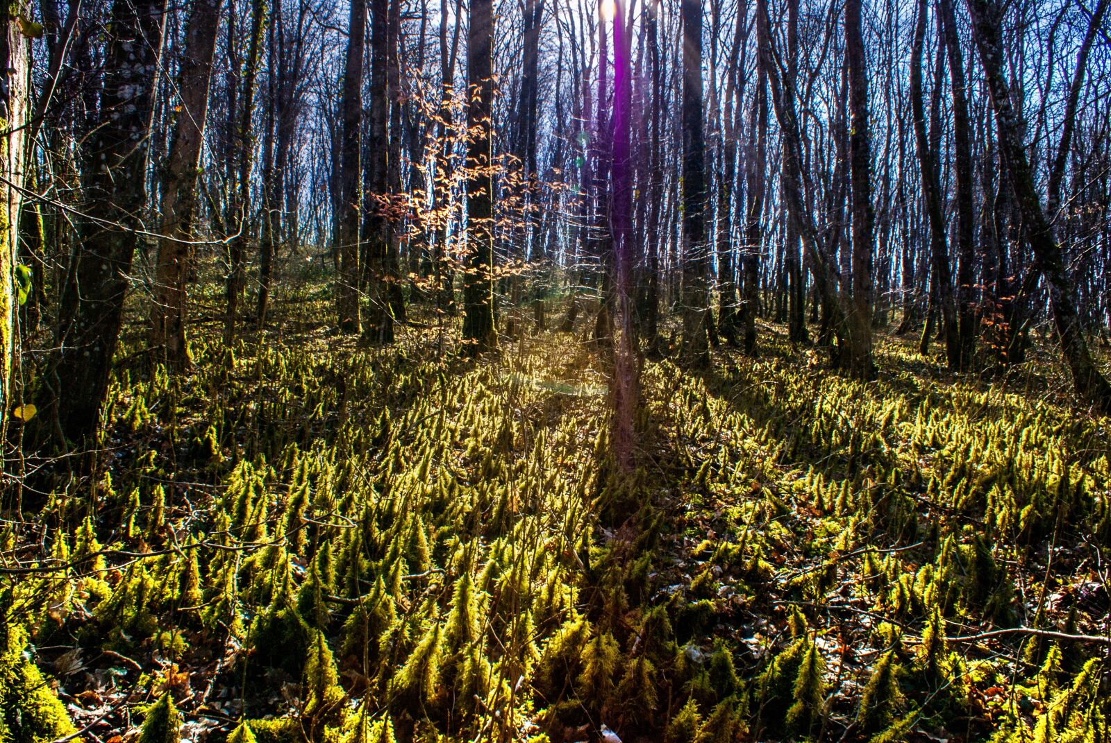 Sony Alpha DSLR-A100 sample photo. Forest, wood, lens flare photography