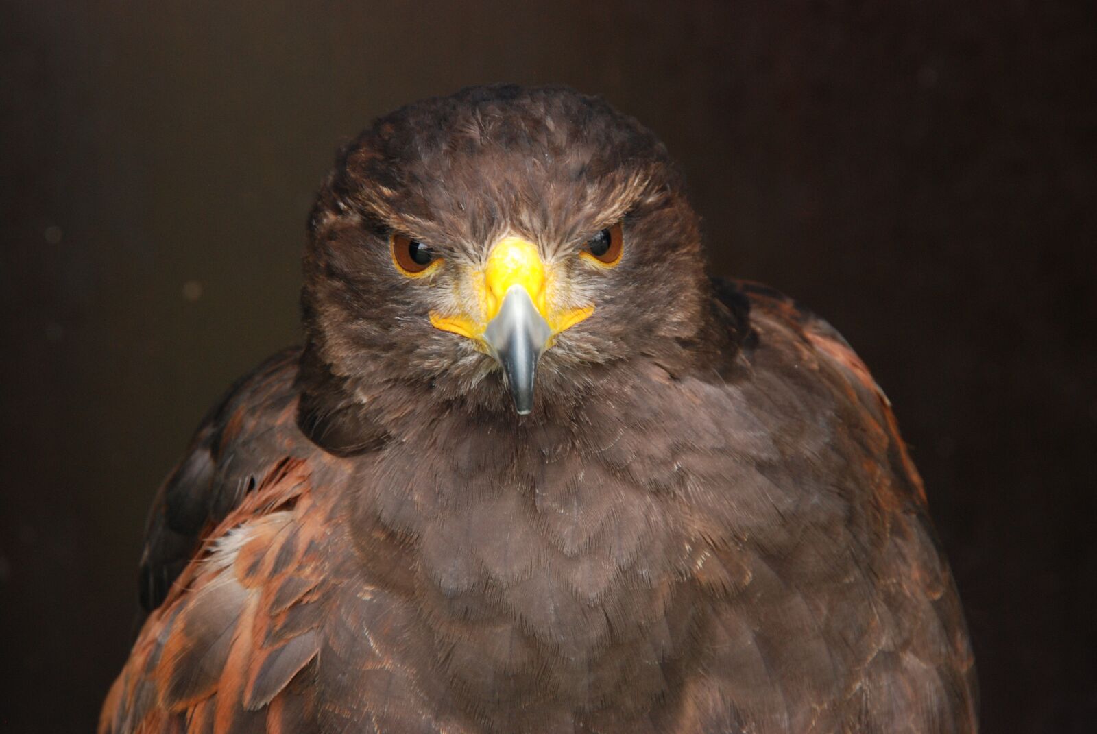 Nikon D80 sample photo. Bird, bird of prey photography