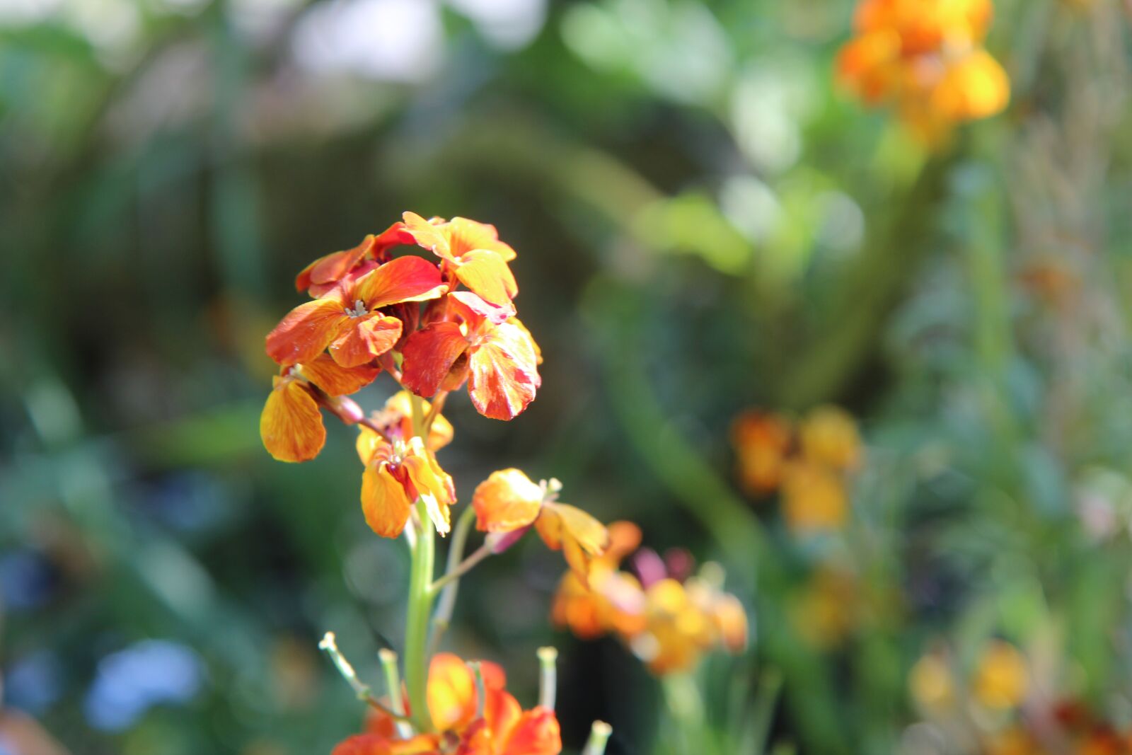 Canon EOS 600D (Rebel EOS T3i / EOS Kiss X5) sample photo. Wallflower, wallflower orange, flowering photography