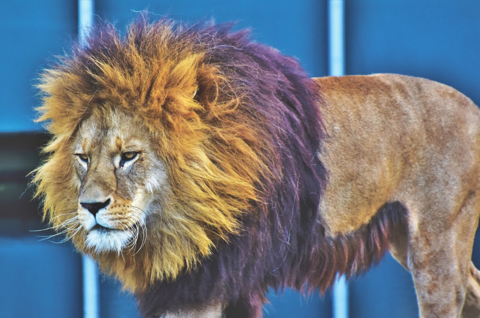 Nikon D7200 sample photo. Lion, big cat, predator photography