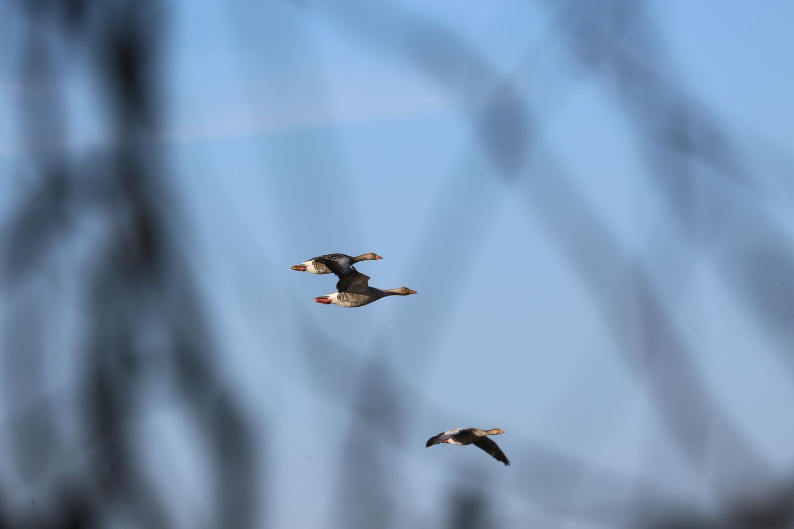 Canon EF 100-400mm F4.5-5.6L IS USM sample photo. Geese, flight, wildfowl photography