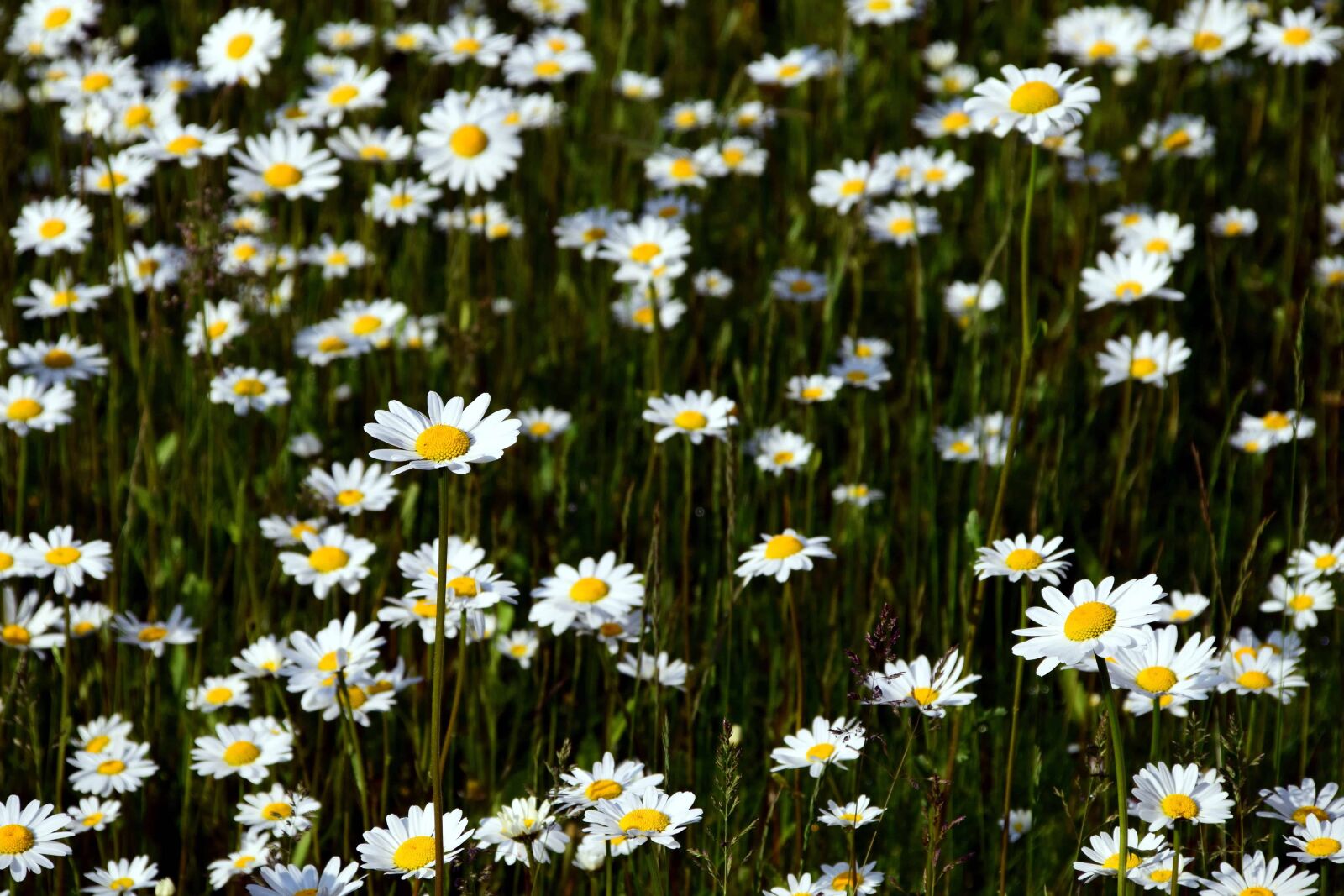 Nikon D3300 sample photo. Flora, wild flower, field photography