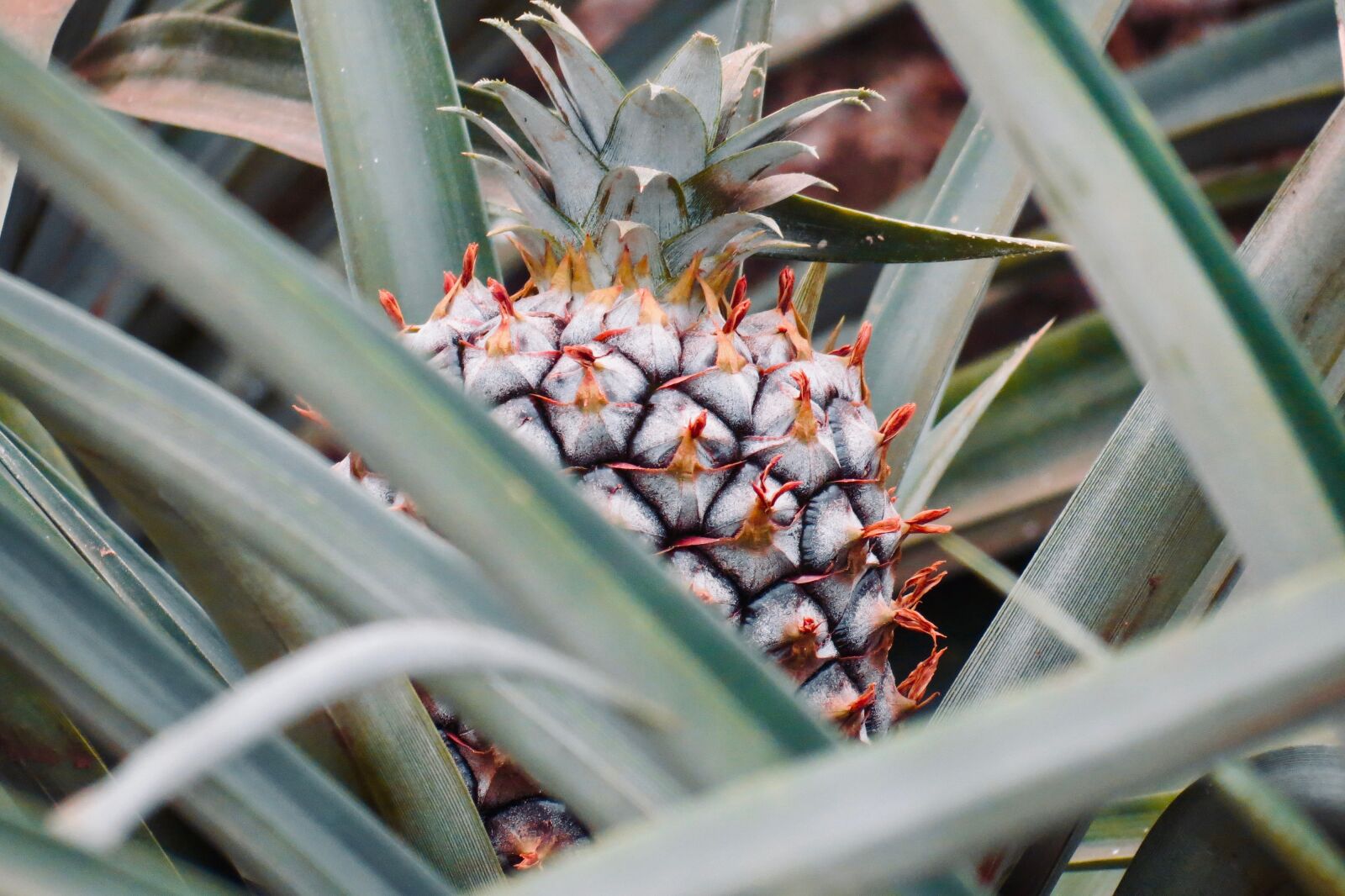 Canon PowerShot SX40 HS sample photo. Pineapple, exotic, fruit photography