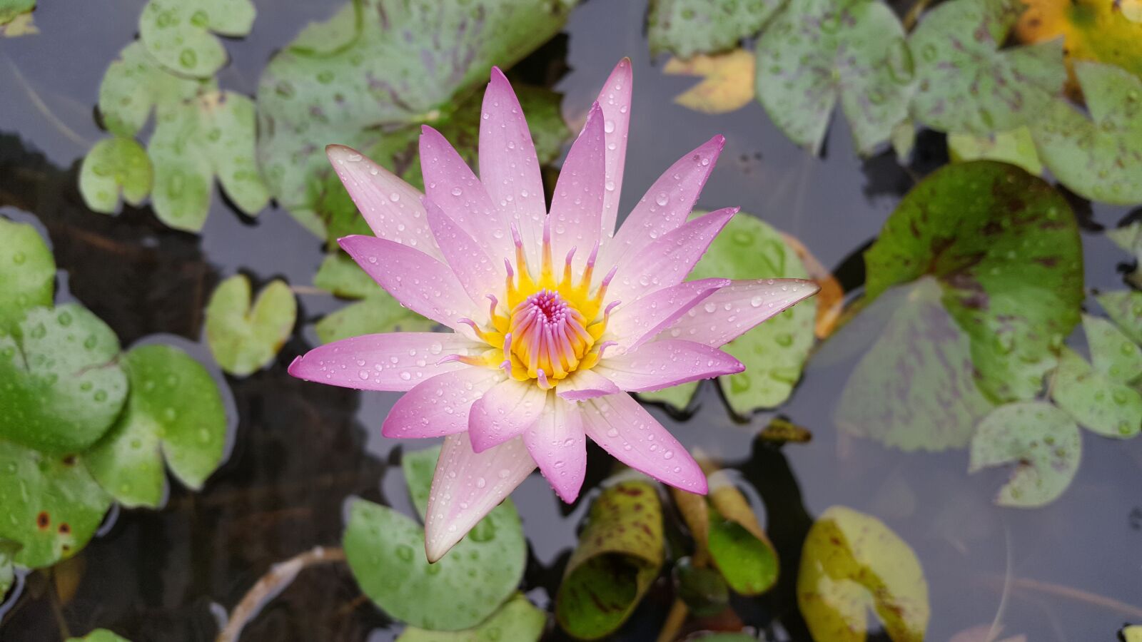 Samsung Galaxy Note5 sample photo. Nymphaea alba, pink red photography