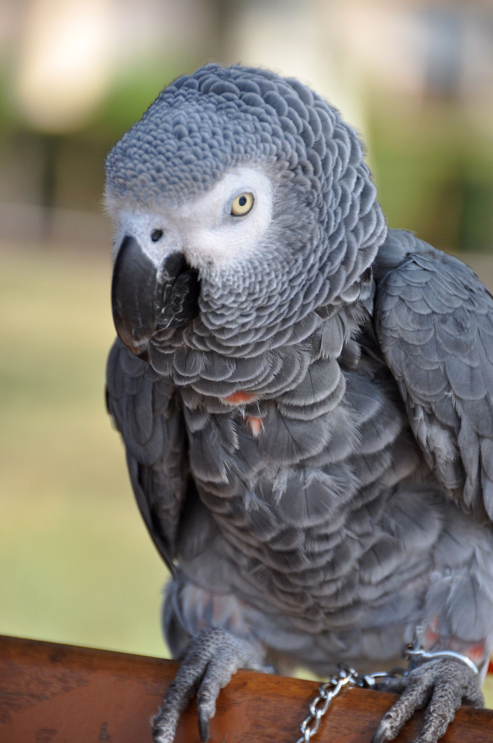 Nikon D90 sample photo. Parrot, grey, gabon photography