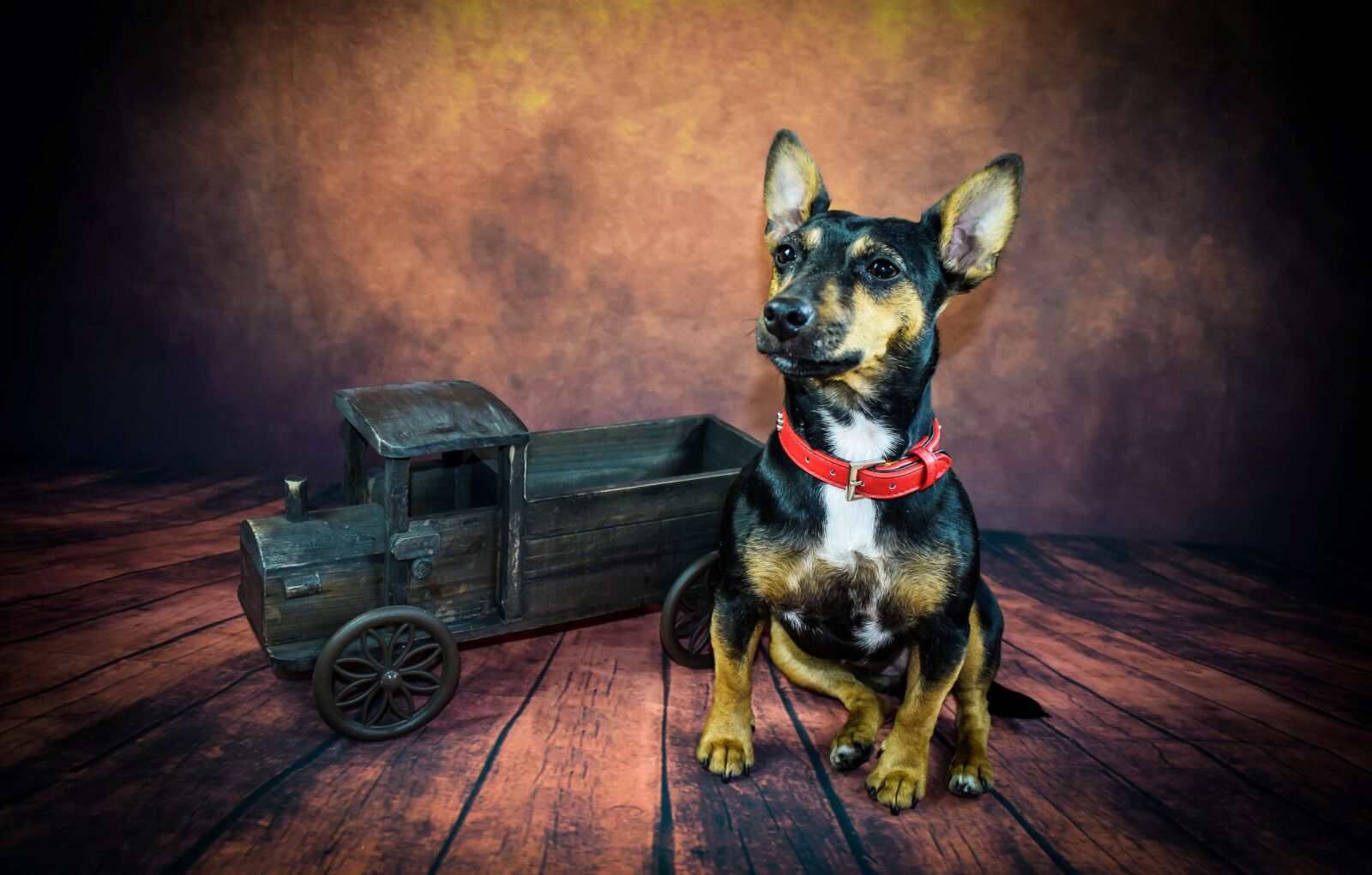 Nikon D3300 sample photo. Dog, vintage, an photography