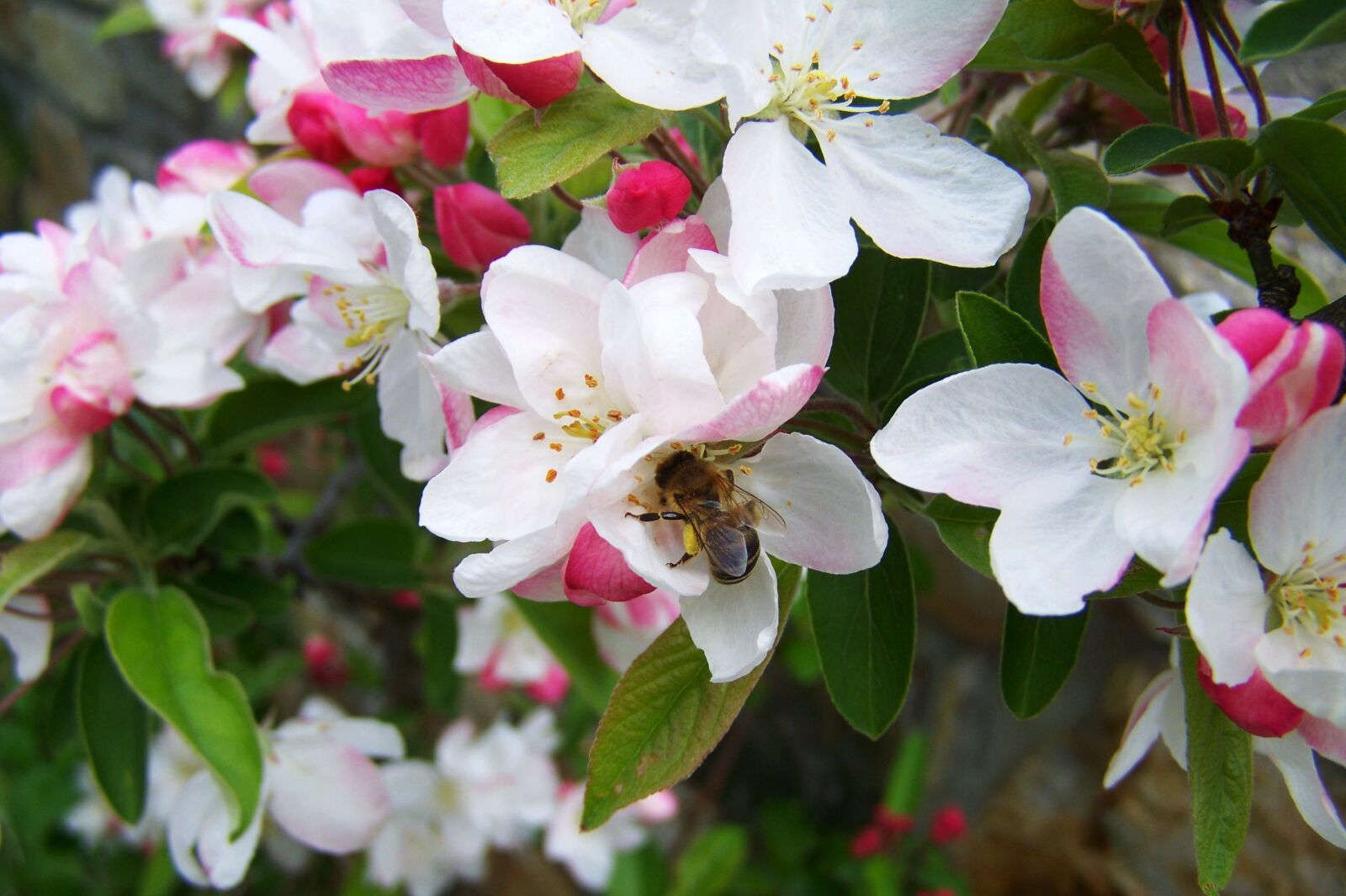 Kodak EASYSHARE ZD710 ZOOM DIGITAL CAMERA sample photo. Bee, pollination, bloom photography