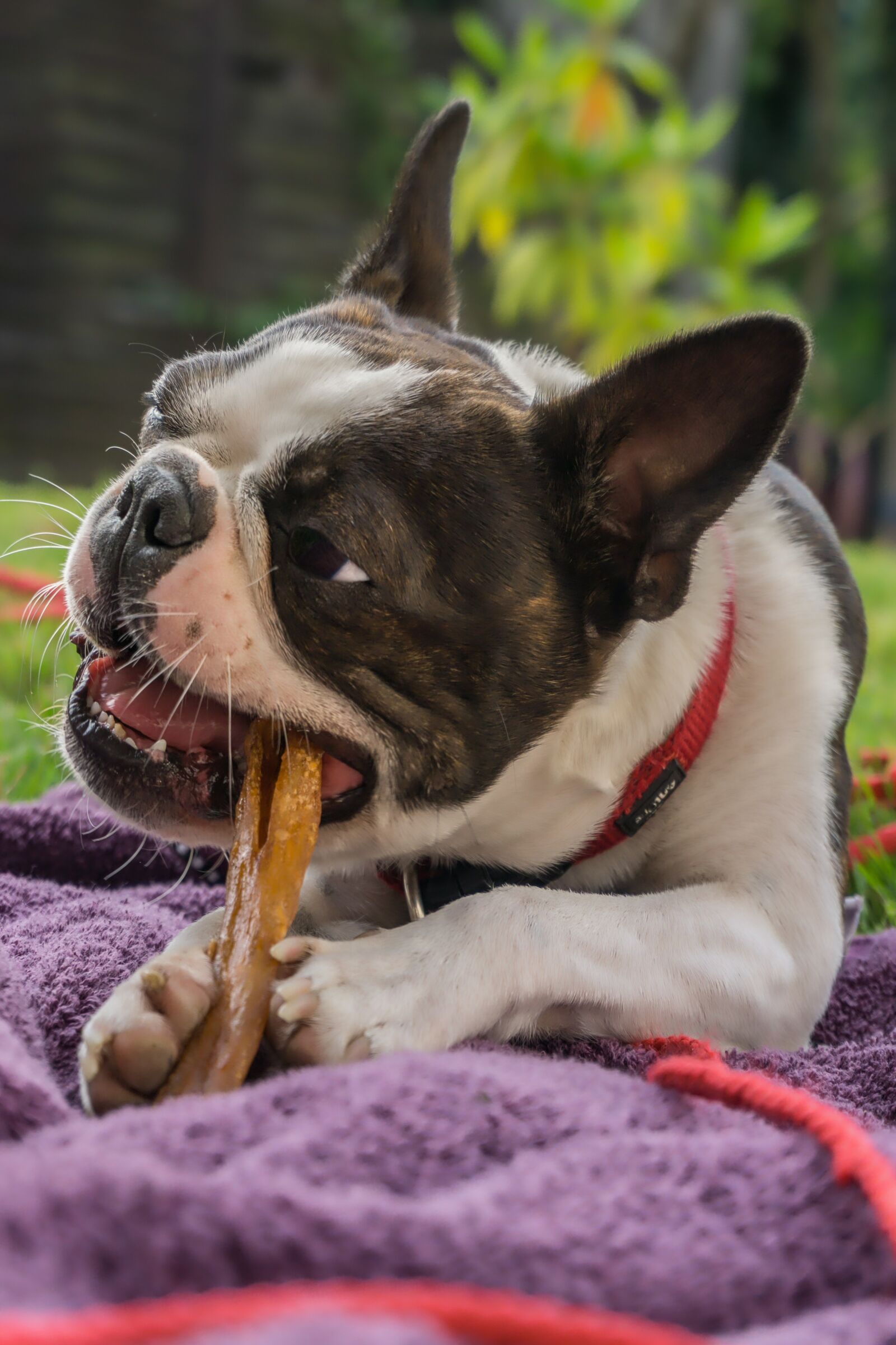 Sony E 16-50mm F3.5-5.6 PZ OSS sample photo. Dog, bone, pet photography
