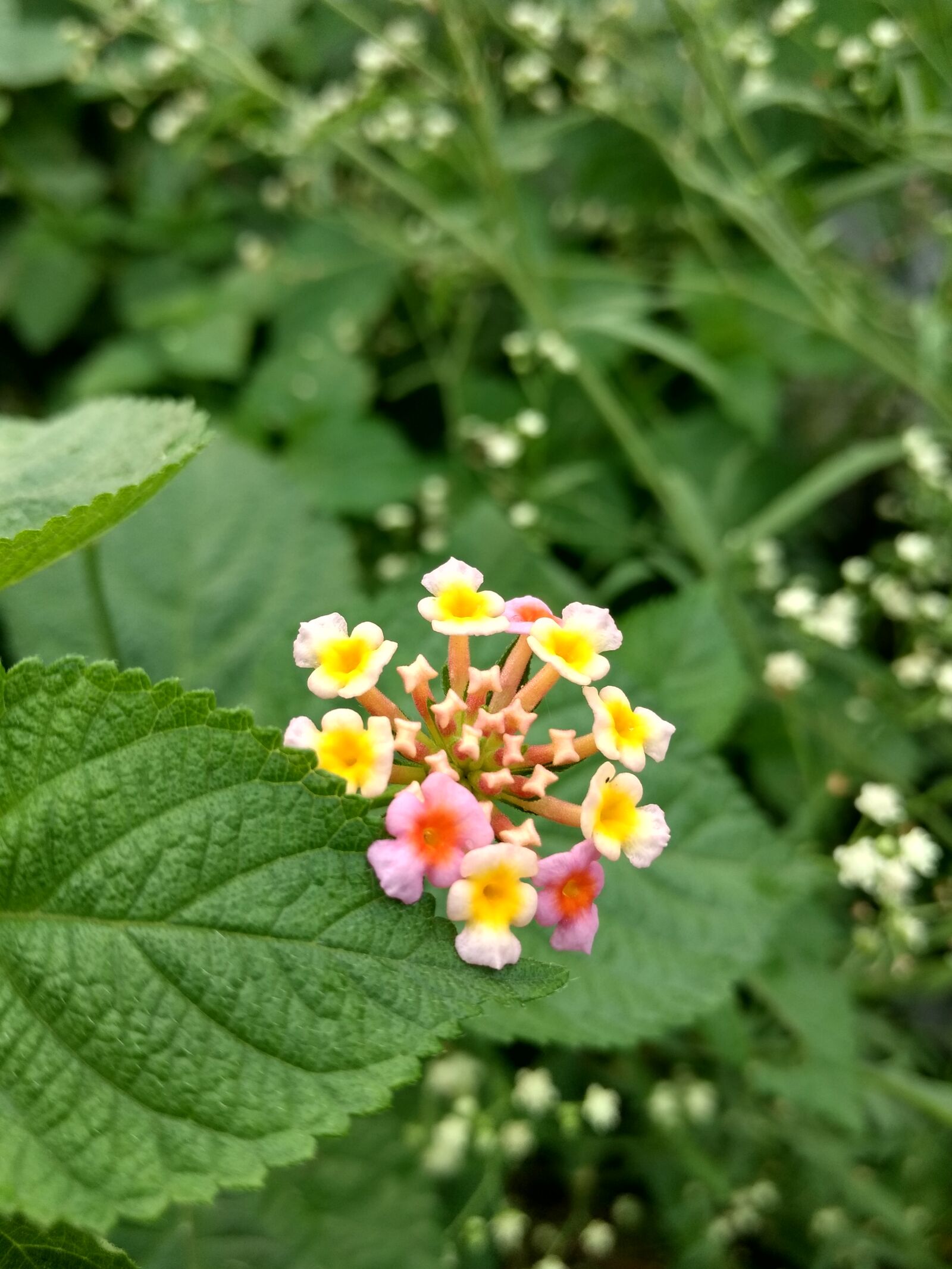 Motorola Moto G (4) sample photo. Moto, g4, plus photography