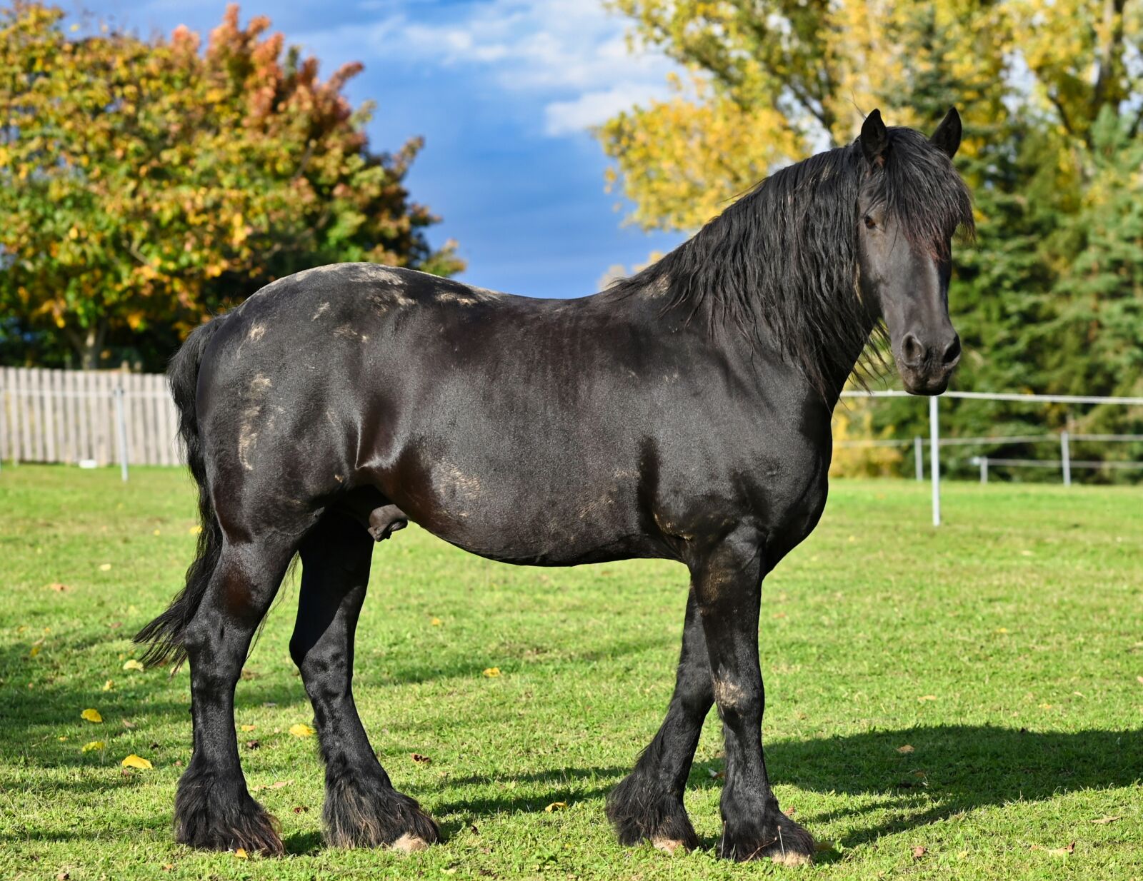 Nikon Nikkor Z 85mm F1.8 S sample photo. Horse, stallion, animal photography