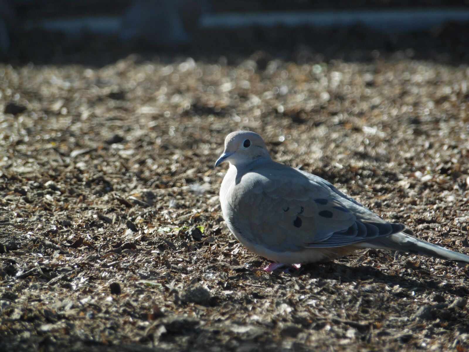 Samsung WB1100F/WB1101F/WB1102F sample photo. Bird, nature, pigeon photography