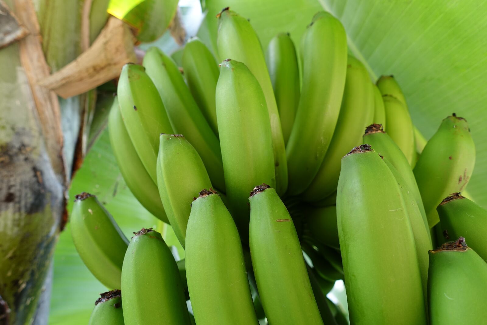 Sony Cyber-shot DSC-RX100 III sample photo. Bananas, musa, nature photography