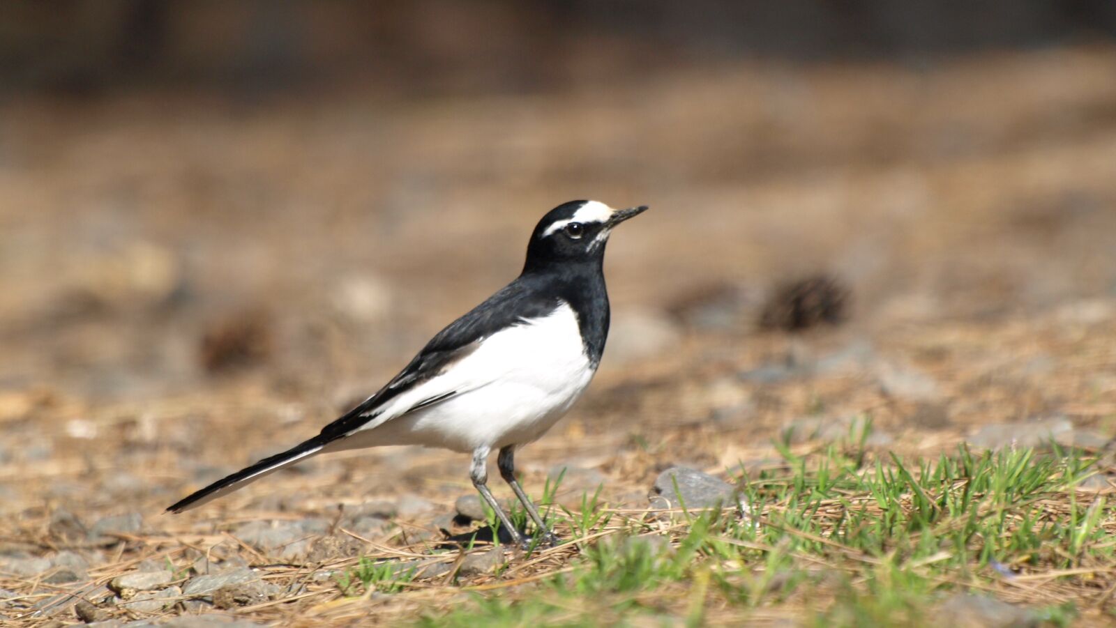 Olympus E-510 (EVOLT E-510) sample photo. Wild birds, bird, wagtail photography