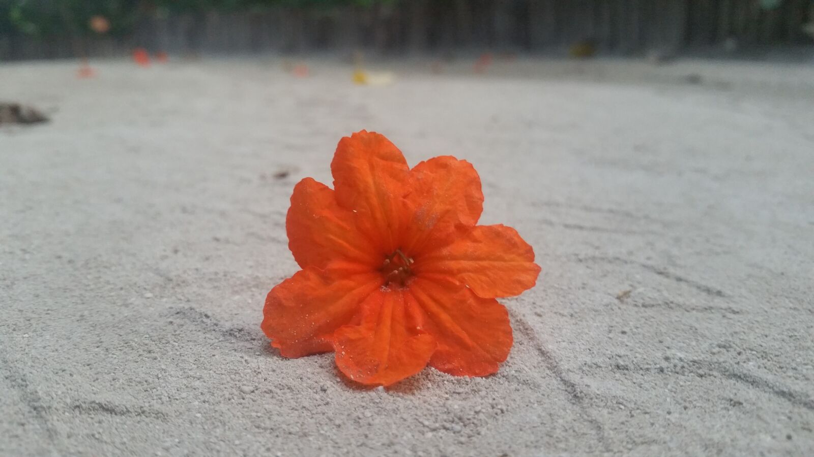 Samsung Galaxy Note4 sample photo. Flower, orange, sand photography