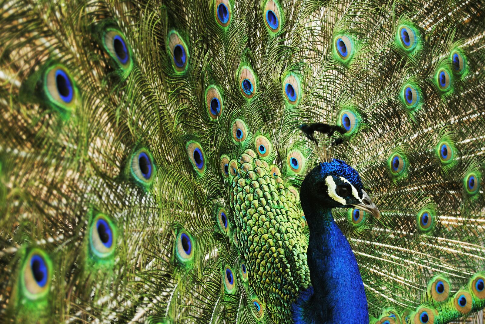 Nikon D3000 sample photo. Peacock, bird, blue photography