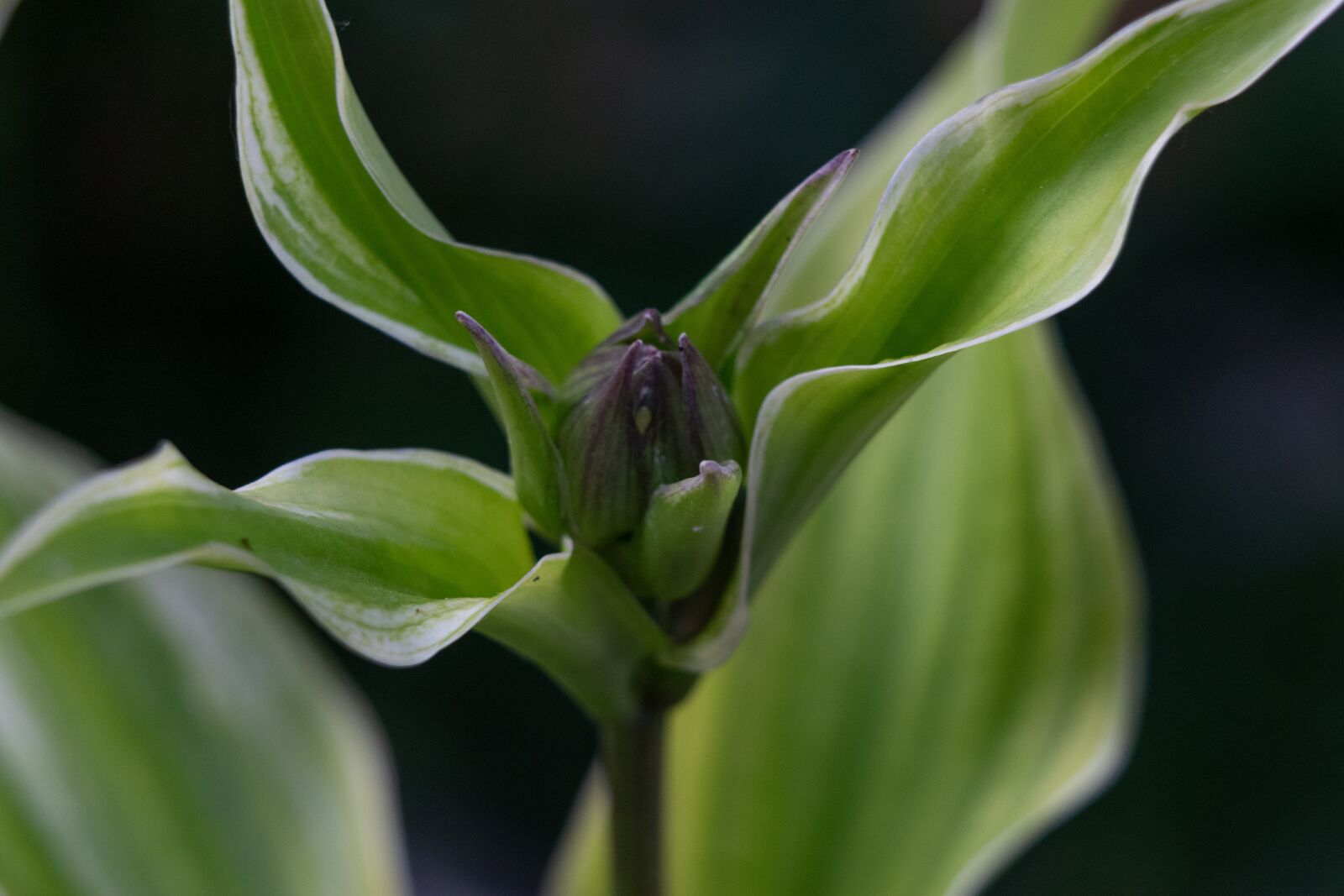 Nikon D3300 sample photo. Flower, nature, color photography