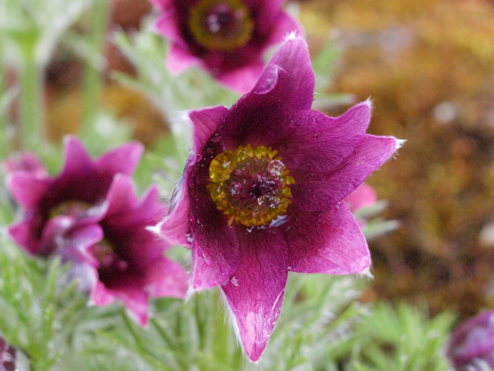 Olympus E-450 (EVOLT E-450) sample photo. Pasqueflower, blossom, bloom photography