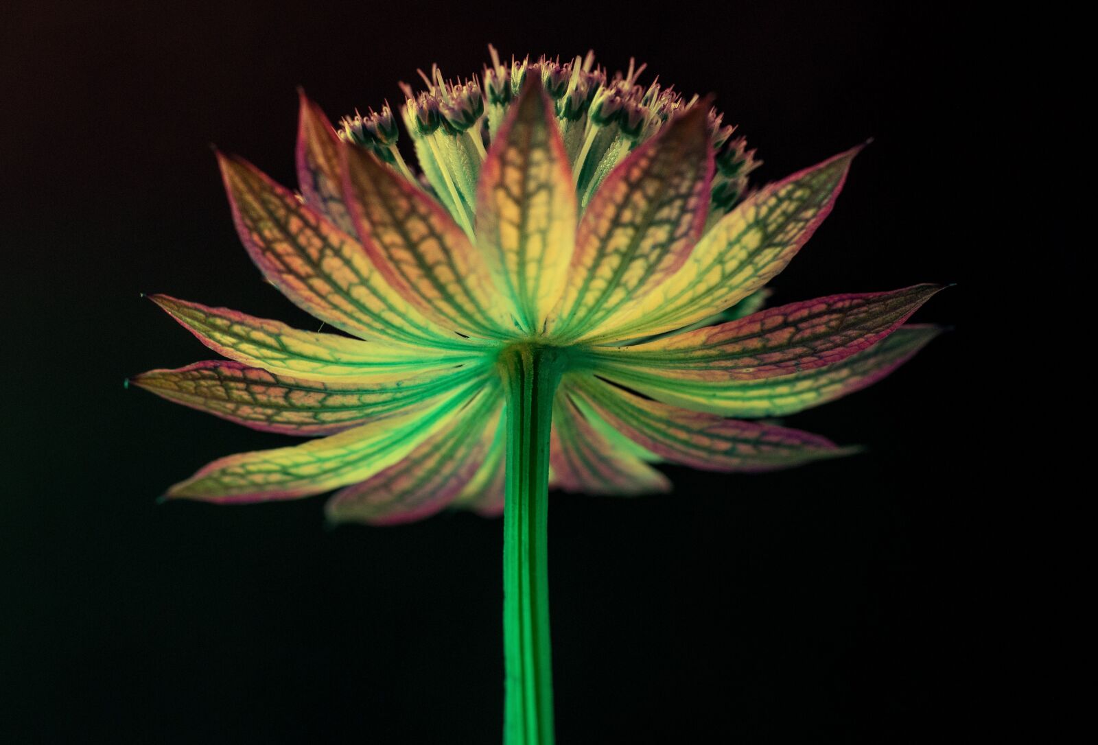 Canon EF-S 60mm F2.8 Macro USM sample photo. Flower, green, yellow photography