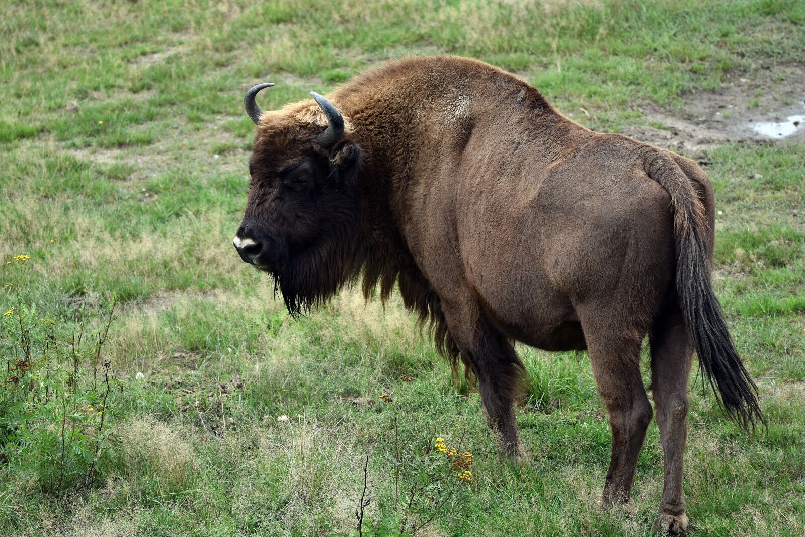 Nikon D3400 sample photo. Bison, horn, bull photography