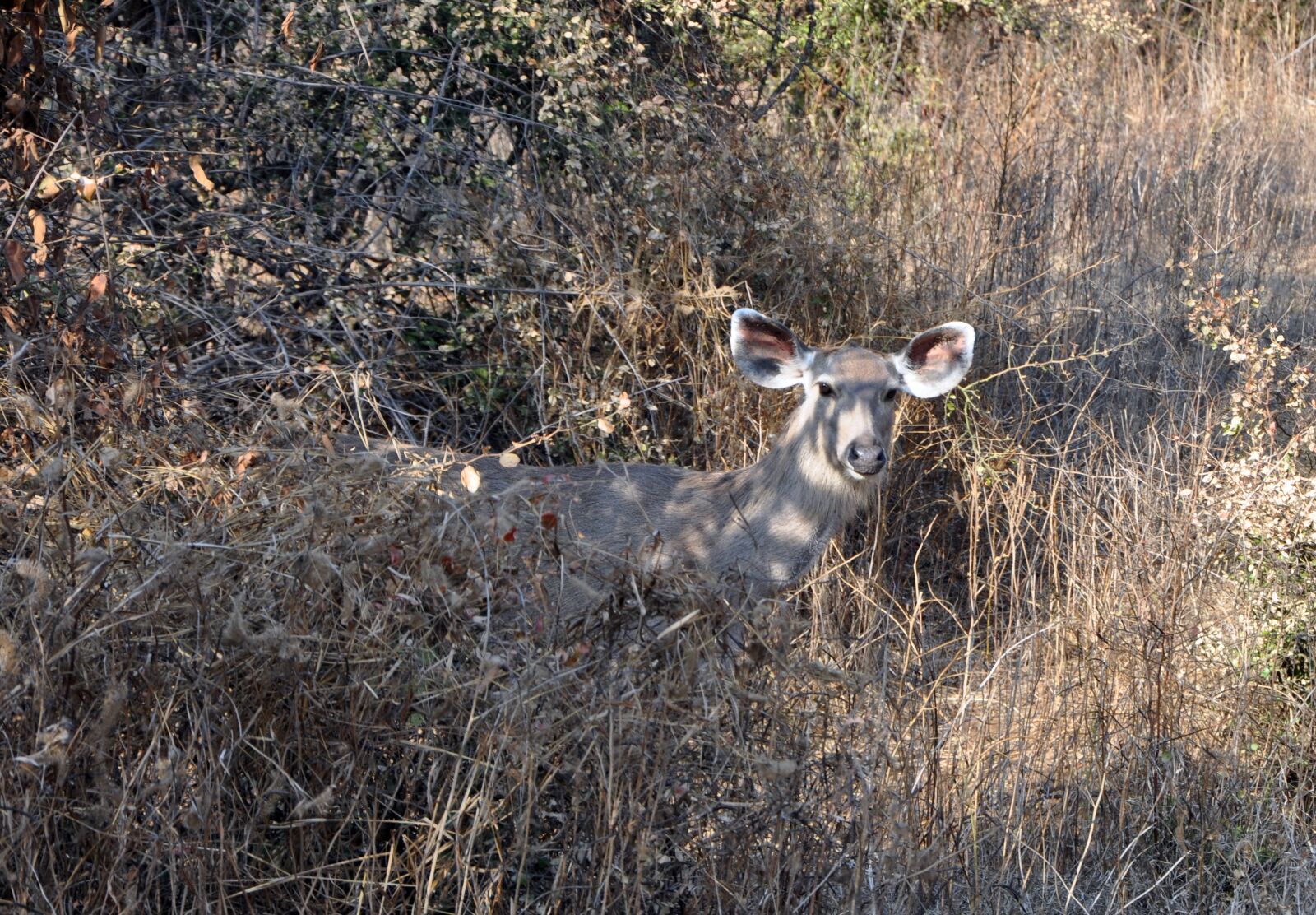 Nikon D90 sample photo. Sambar, rusa unicolor, wildlife photography