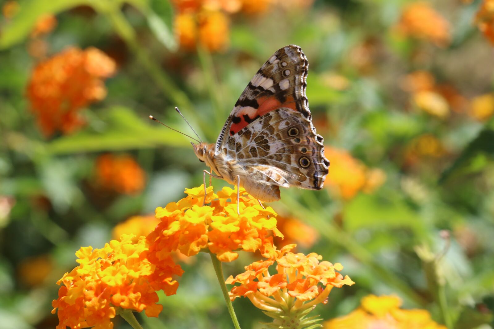 Canon EOS 70D + Canon EF 100mm F2.8 Macro USM sample photo. Butterfly, macro, close photography