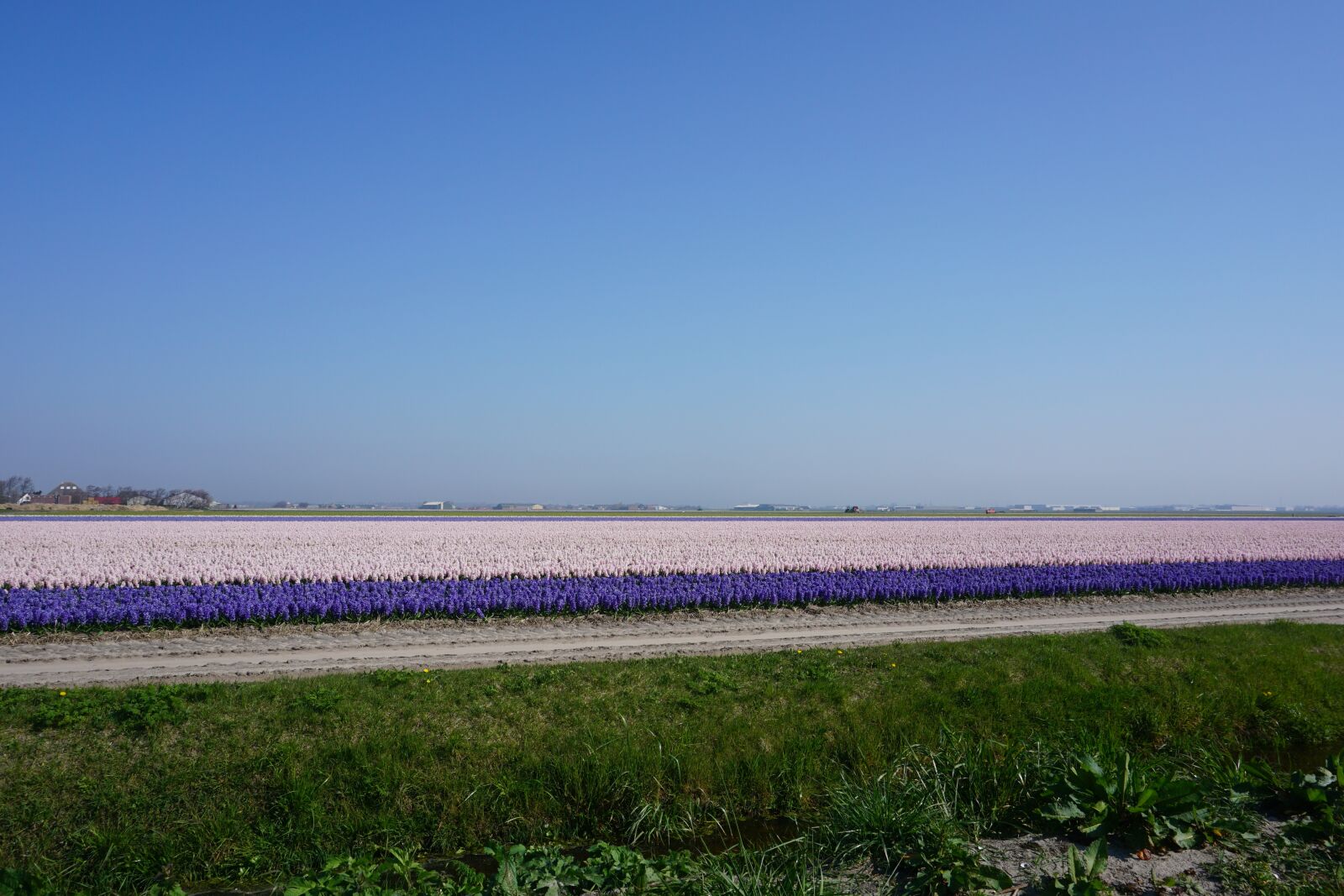 Sony E 16-50mm F3.5-5.6 PZ OSS sample photo. Tulips, north of the photography