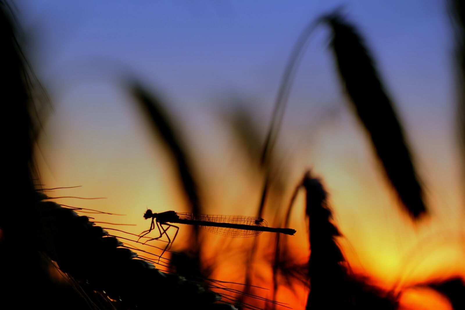 Tamron SP 90mm F2.8 Di VC USD 1:1 Macro sample photo. Dragonfly, silouhette, sunset photography