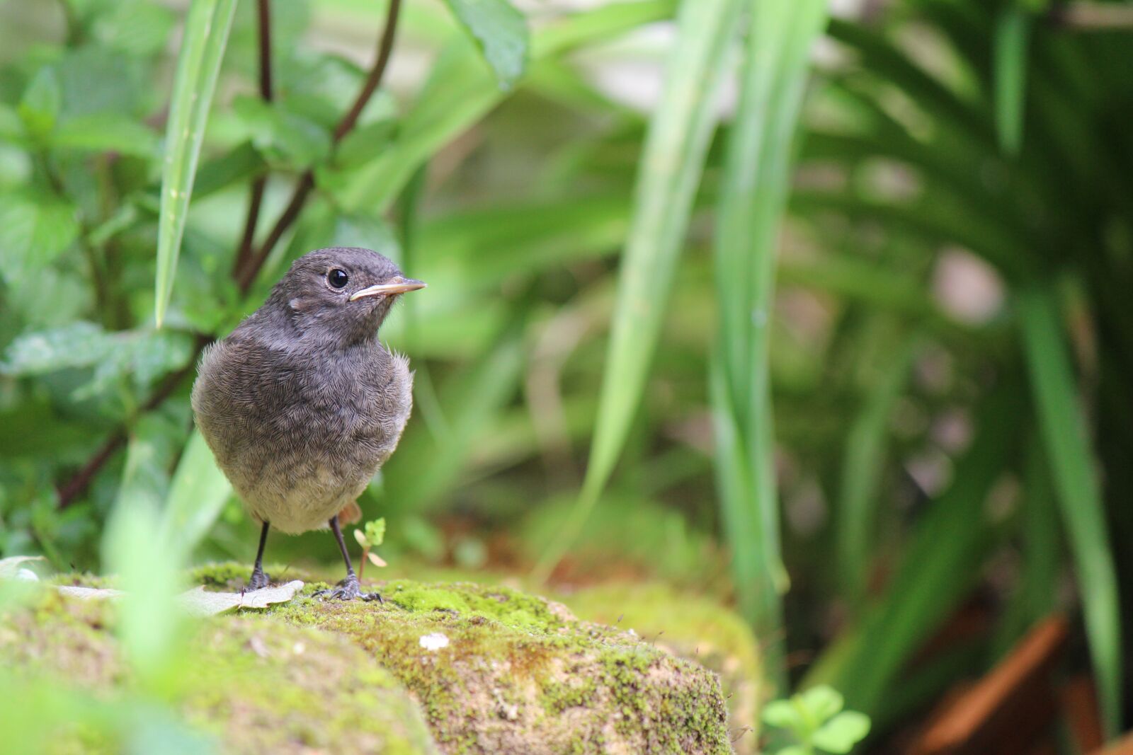 Canon EF-S 55-250mm F4-5.6 IS II sample photo. Juvenile, black red tailed photography