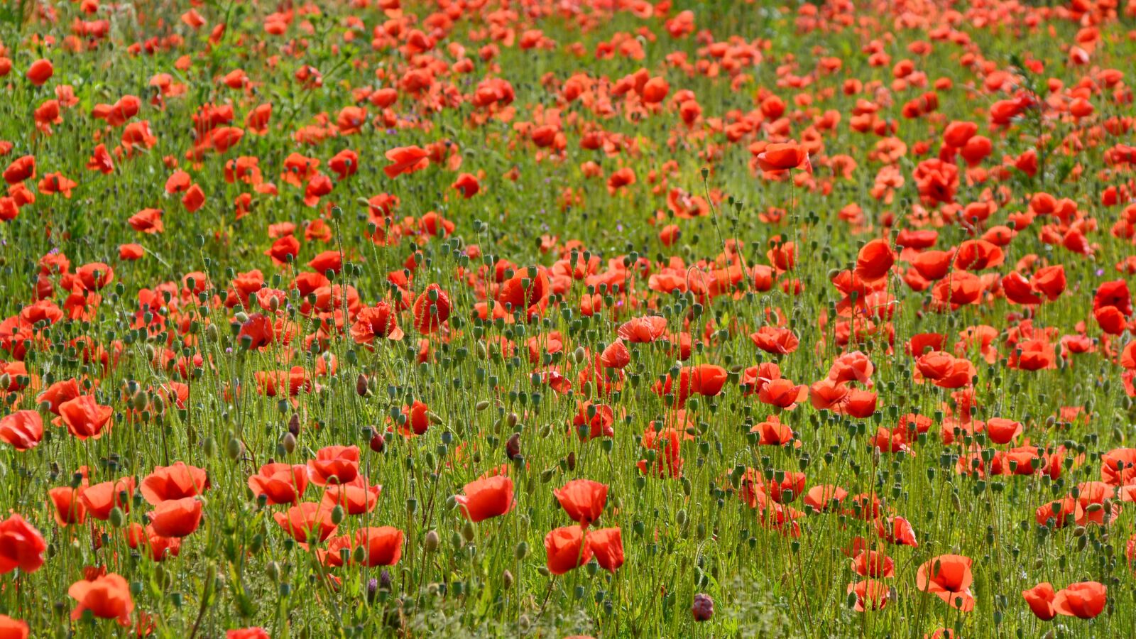 Nikon D5200 sample photo. Poppy, red poppy, poppy photography
