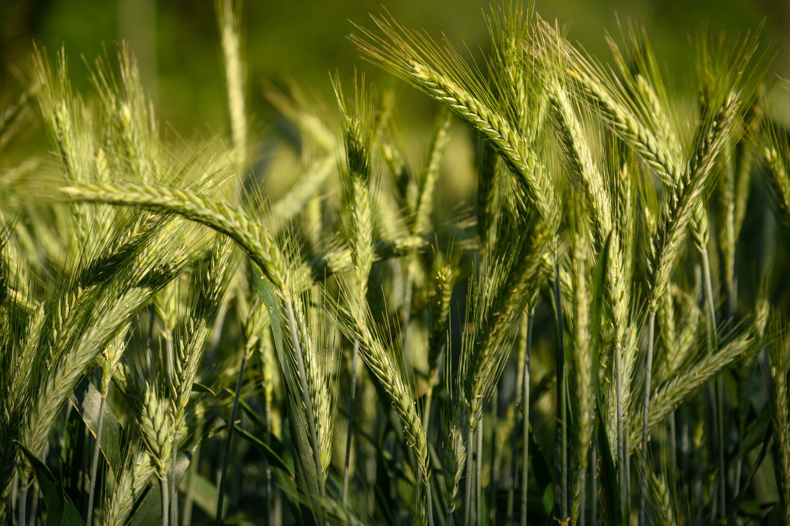 Nikon Z6 sample photo. Barley, cereals, agriculture photography
