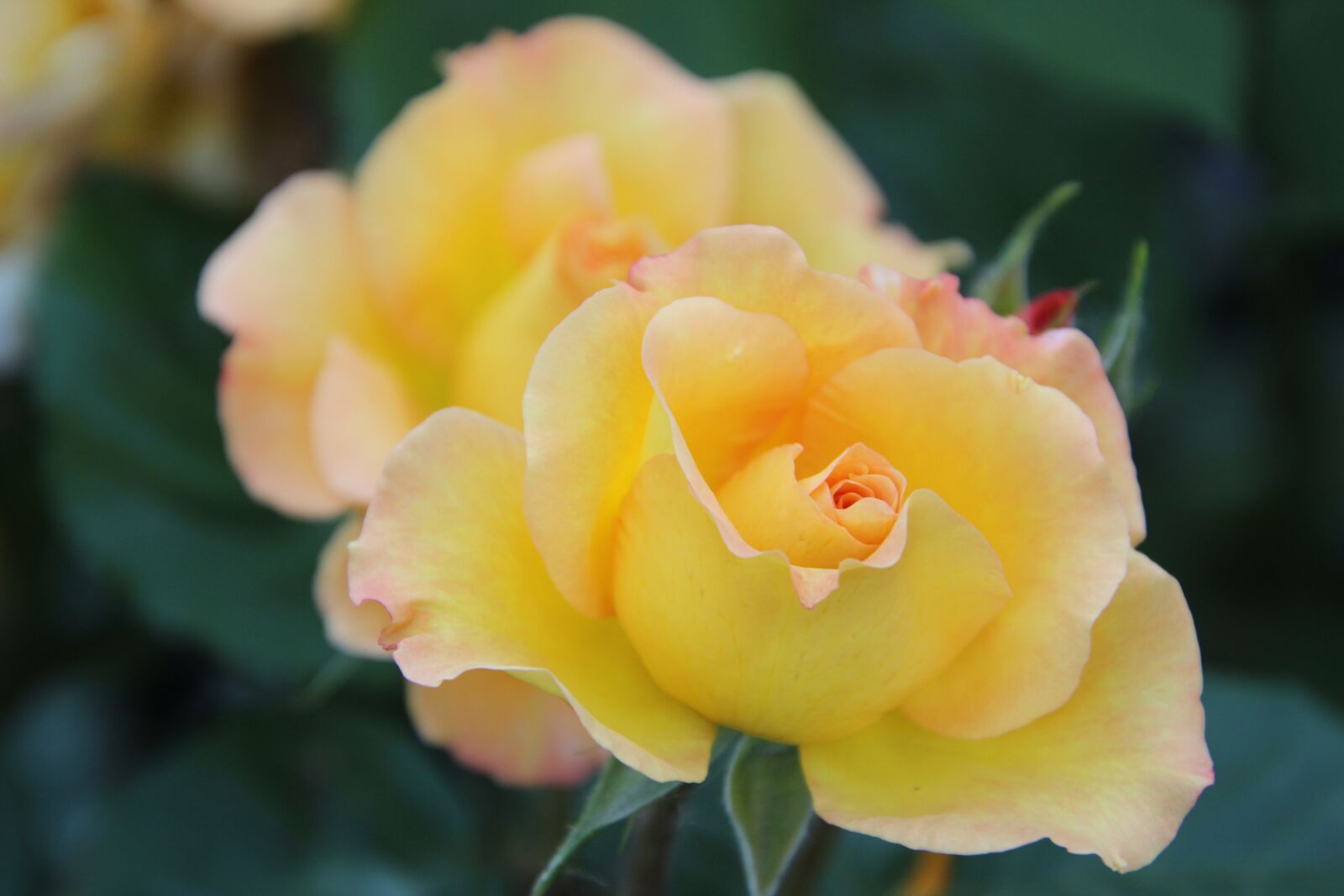 Canon EOS 600D (Rebel EOS T3i / EOS Kiss X5) sample photo. Roses, yellow rose, yellow photography