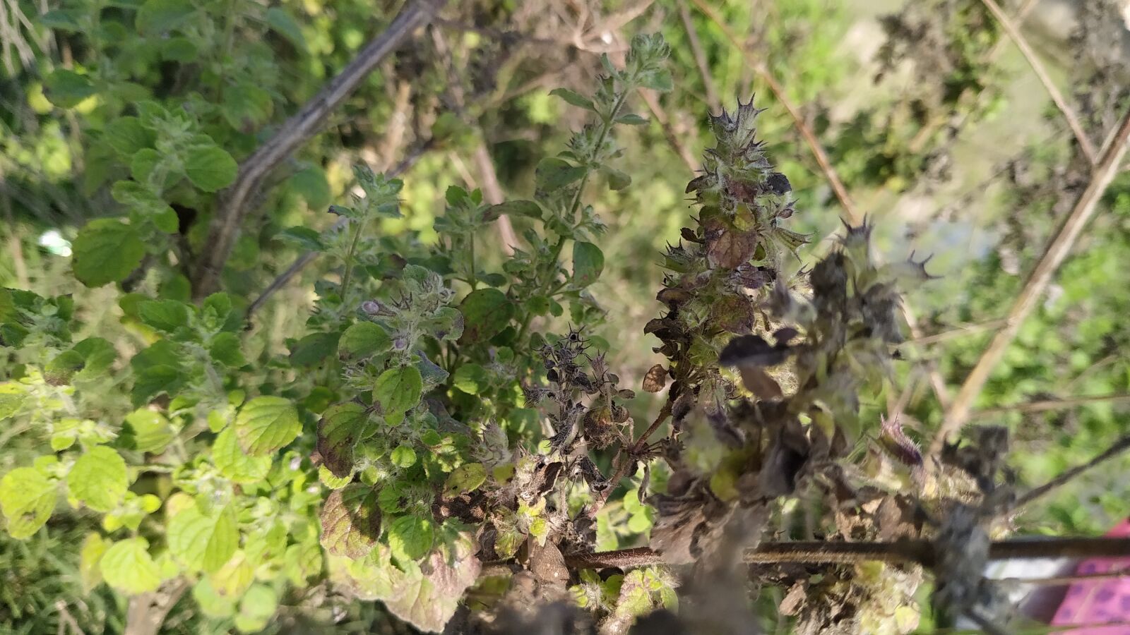 Xiaomi Redmi Note 6 Pro sample photo. Nature, green, pic photography