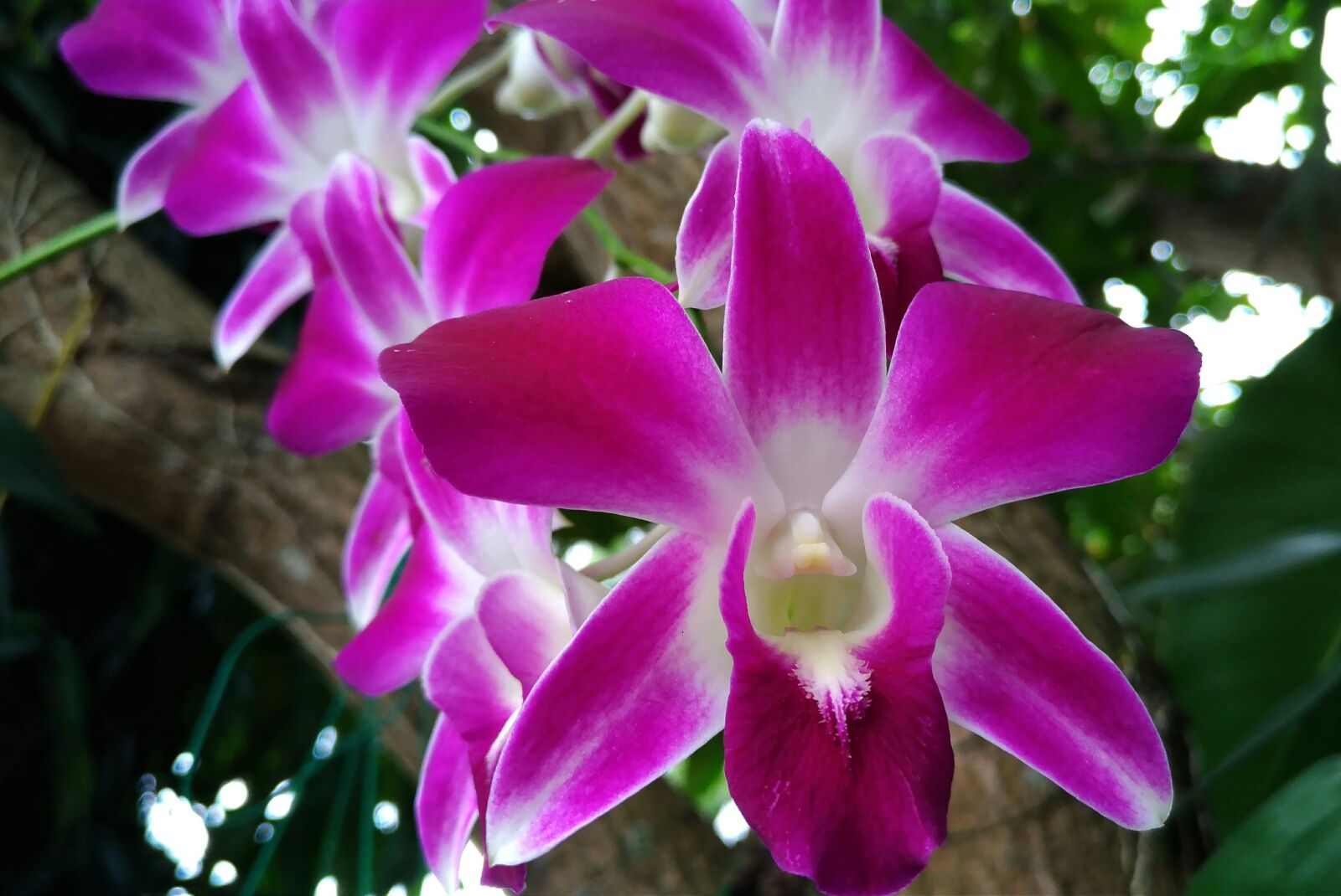 ASUS Z017DB sample photo. Flowers, orchid photography