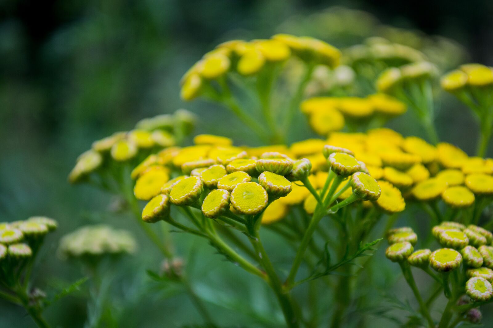Nikon D3100 sample photo. Yellow, flower, outside photography