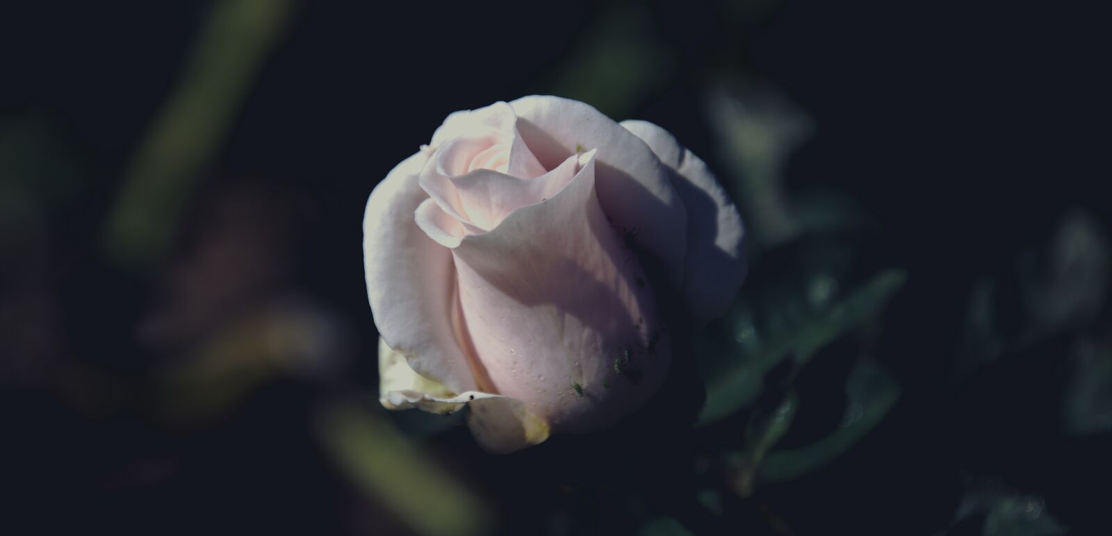Nikon D7000 sample photo. Pink, rose, flower photography
