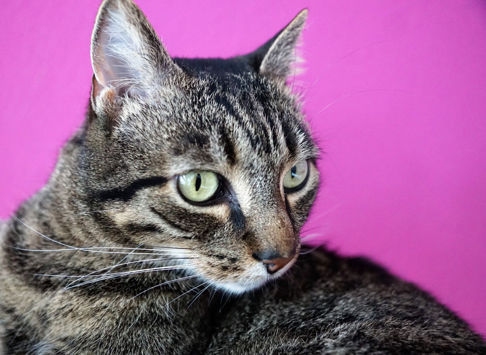 Sony ILCA-77M2 + Sony DT 16-50mm F2.8 SSM sample photo. Cute, animal, cat photography