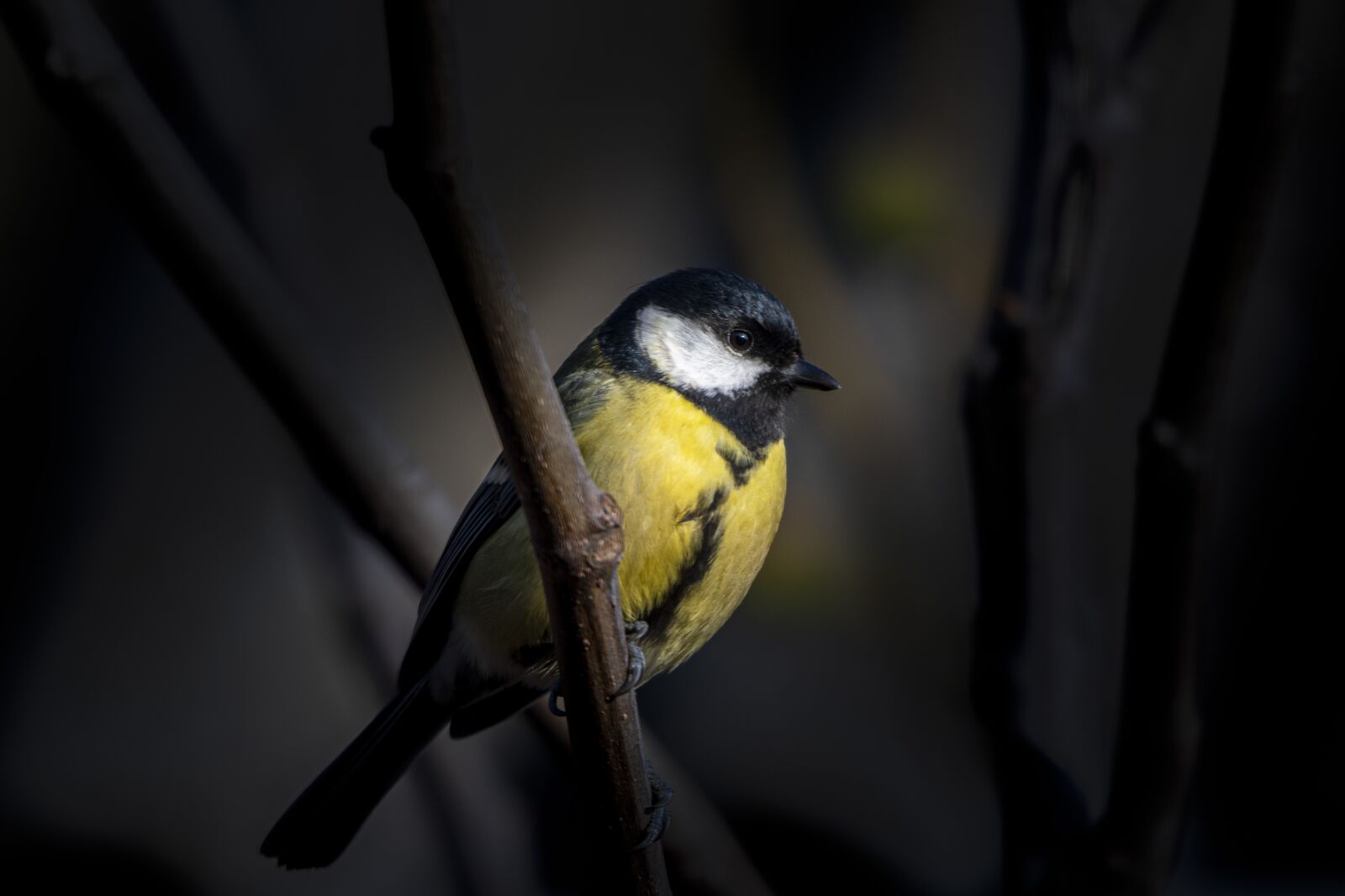 Nikon D500 sample photo. Hungary, tit, bird photography
