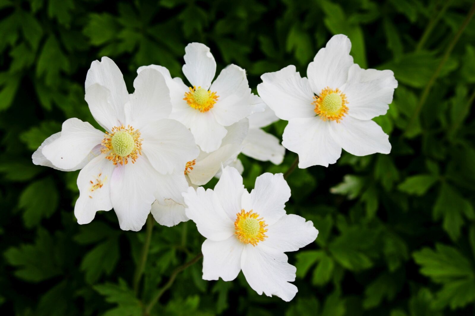 Canon EOS 700D (EOS Rebel T5i / EOS Kiss X7i) sample photo. Plants, flowers, anemone white photography