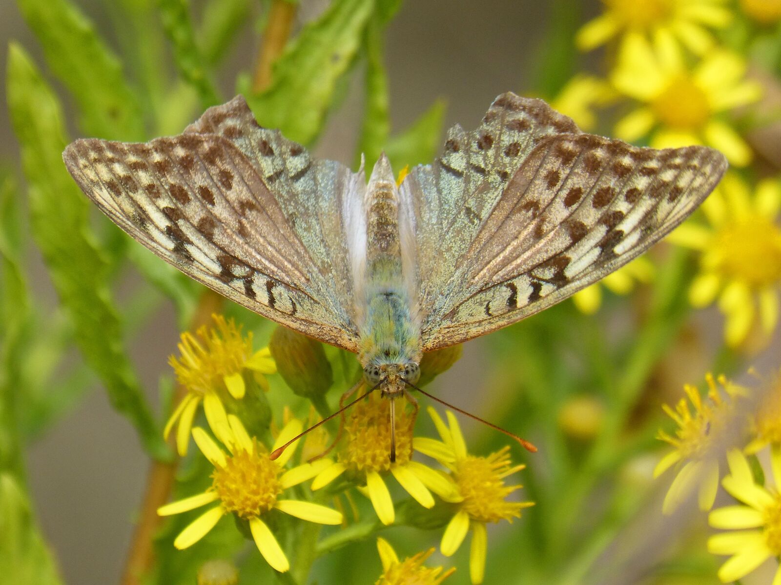 Panasonic DMC-FZ62 sample photo. Butterfly, yellow flower, libar photography