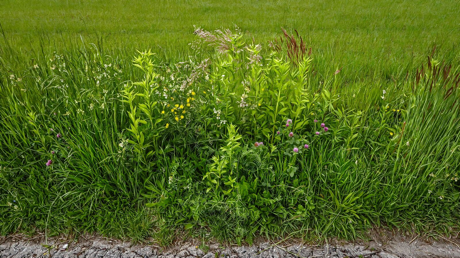 Panasonic Lumix DMC-LX100 sample photo. Grass, spring, plants photography