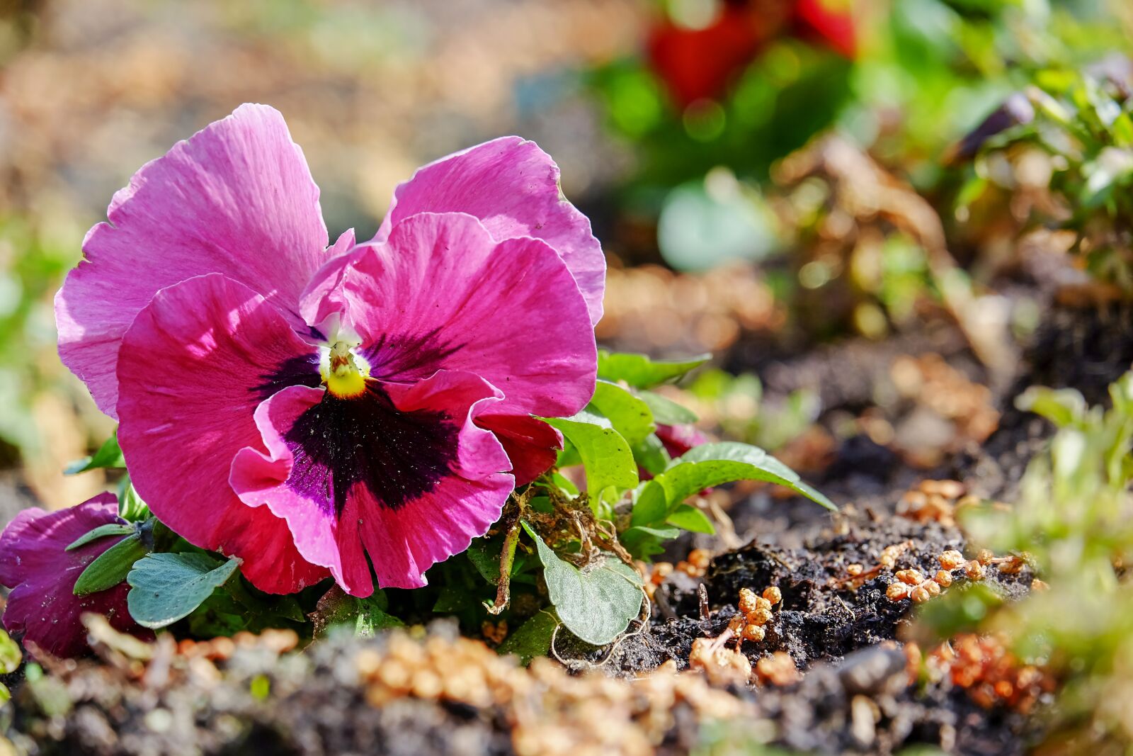 Fujifilm XF 55-200mm F3.5-4.8 R LM OIS sample photo. Violet, pansy, plant photography