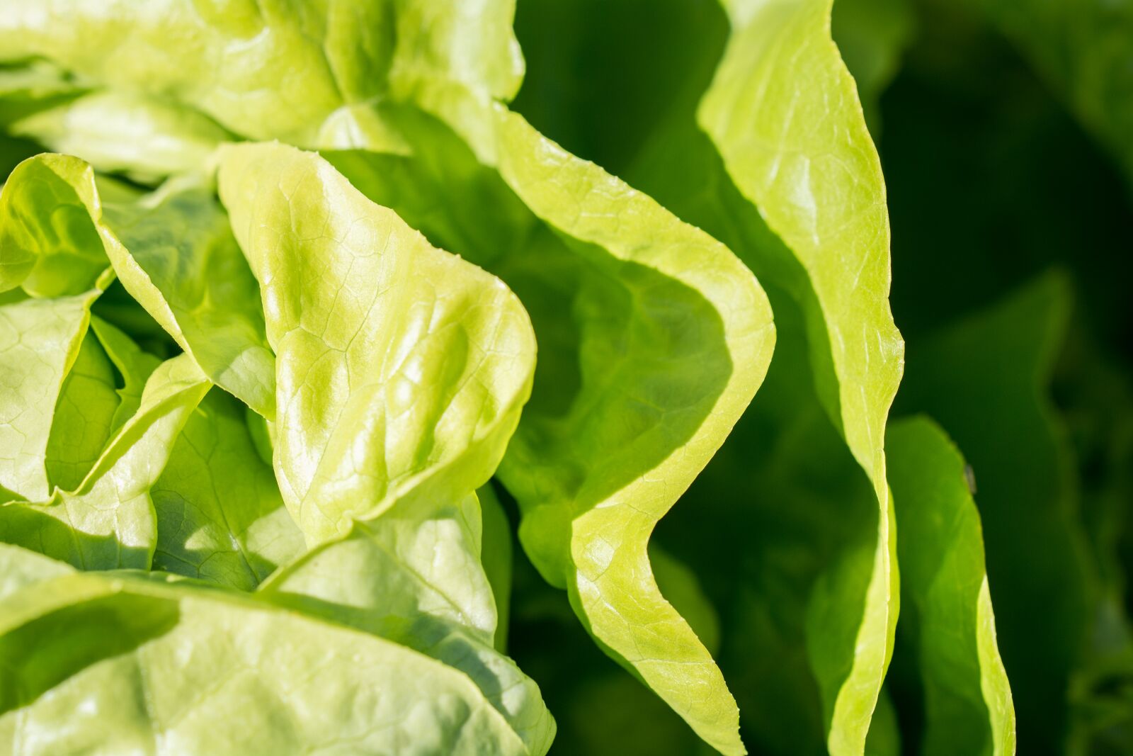 Nikon D7100 sample photo. Salad, lettuce, green photography