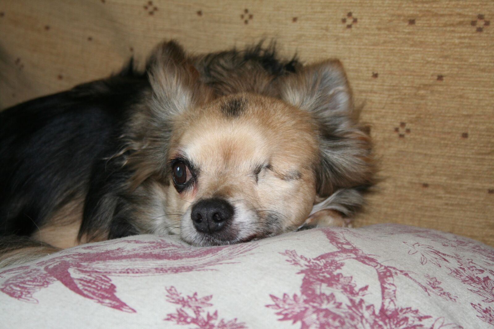 Canon EOS 350D (EOS Digital Rebel XT / EOS Kiss Digital N) sample photo. Chihuahua, dog, animal photography