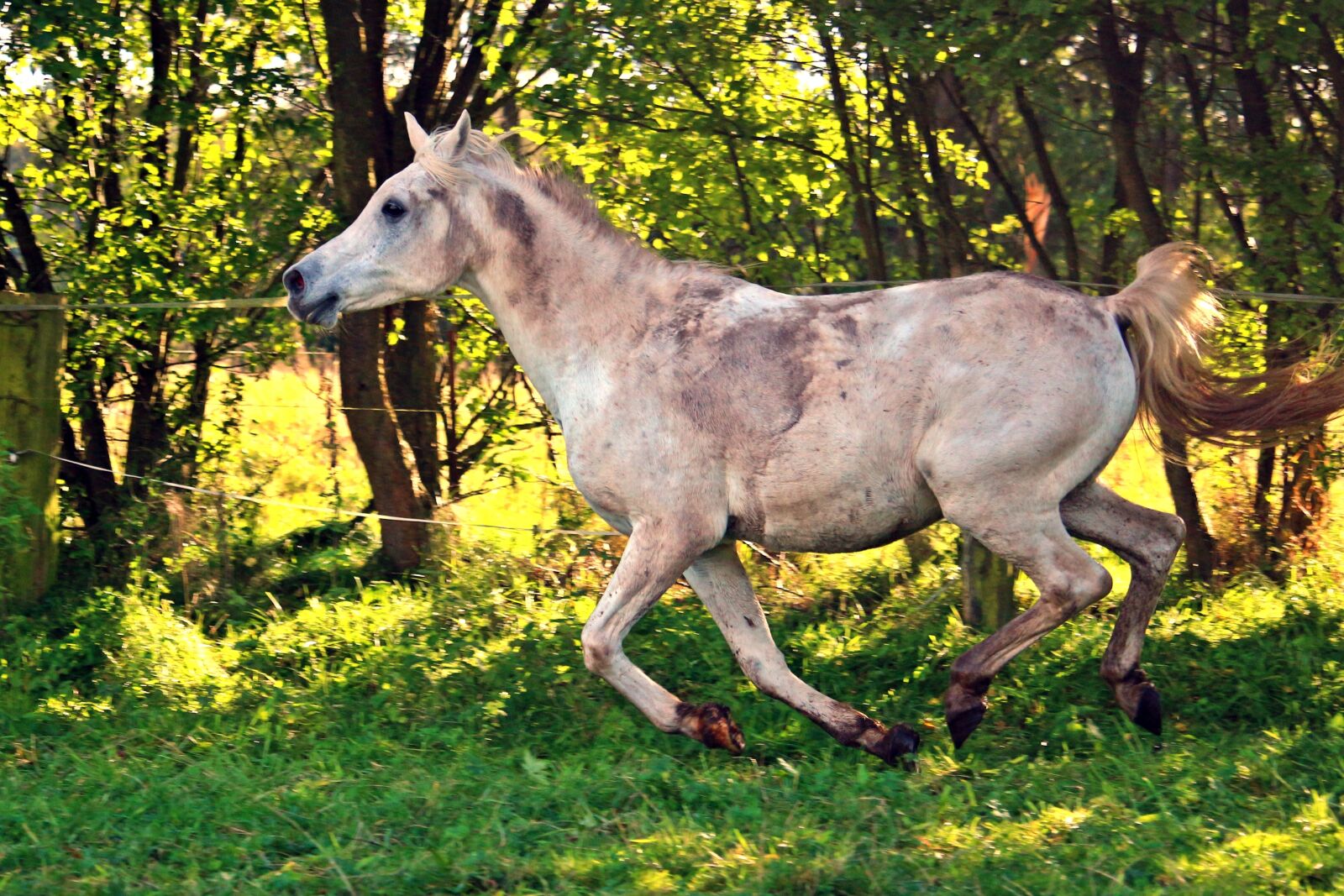 Canon EOS 100D (EOS Rebel SL1 / EOS Kiss X7) sample photo. Horse, gallop, arabs photography