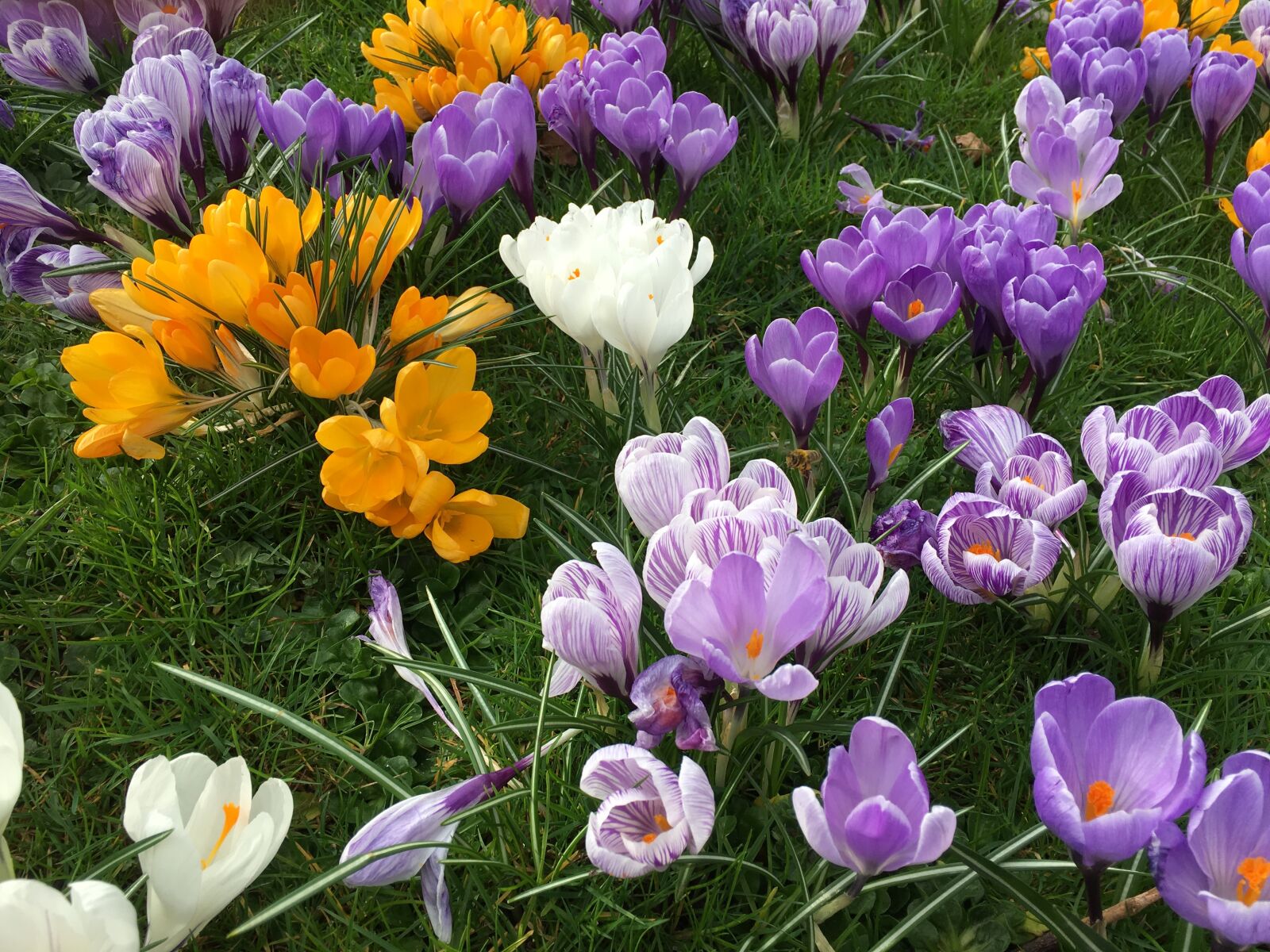 iPhone SE back camera 4.15mm f/2.2 sample photo. Crocus, flower, spring photography