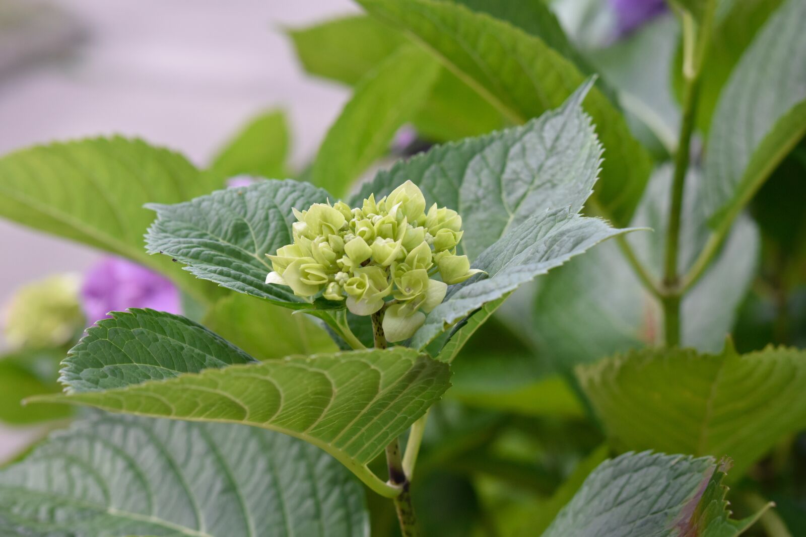 Nikon D5600 sample photo. Flower, flower in a photography