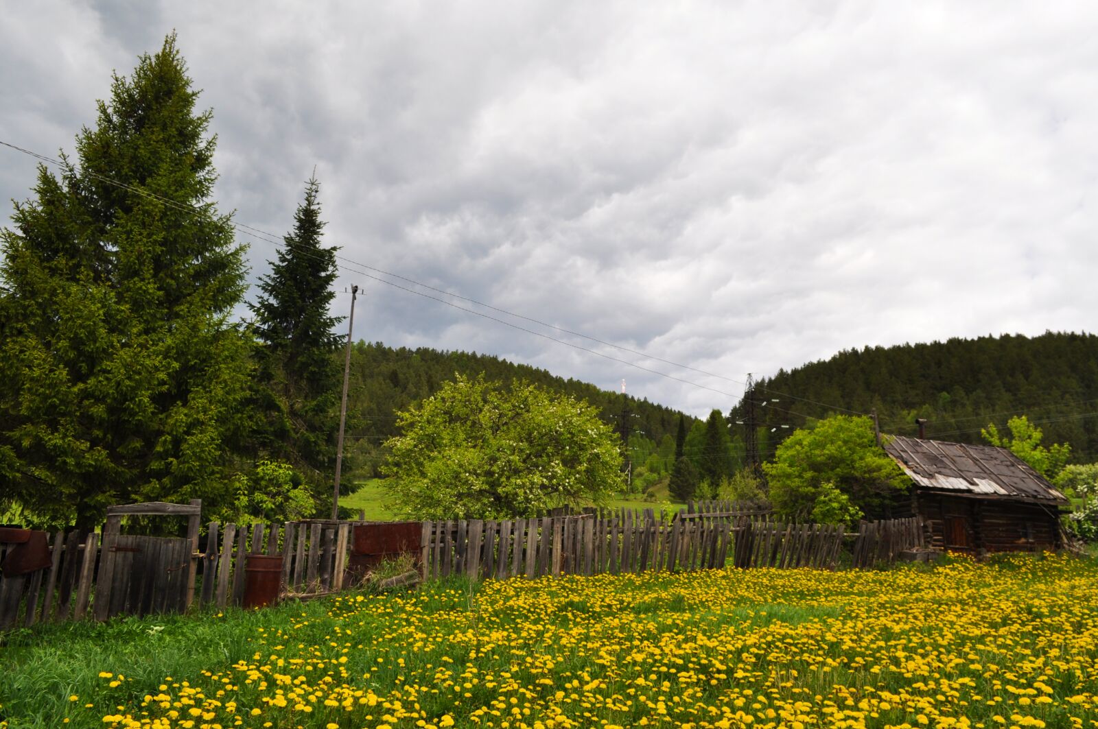 Nikon D5000 sample photo. Village, dandelions, dandelion photography