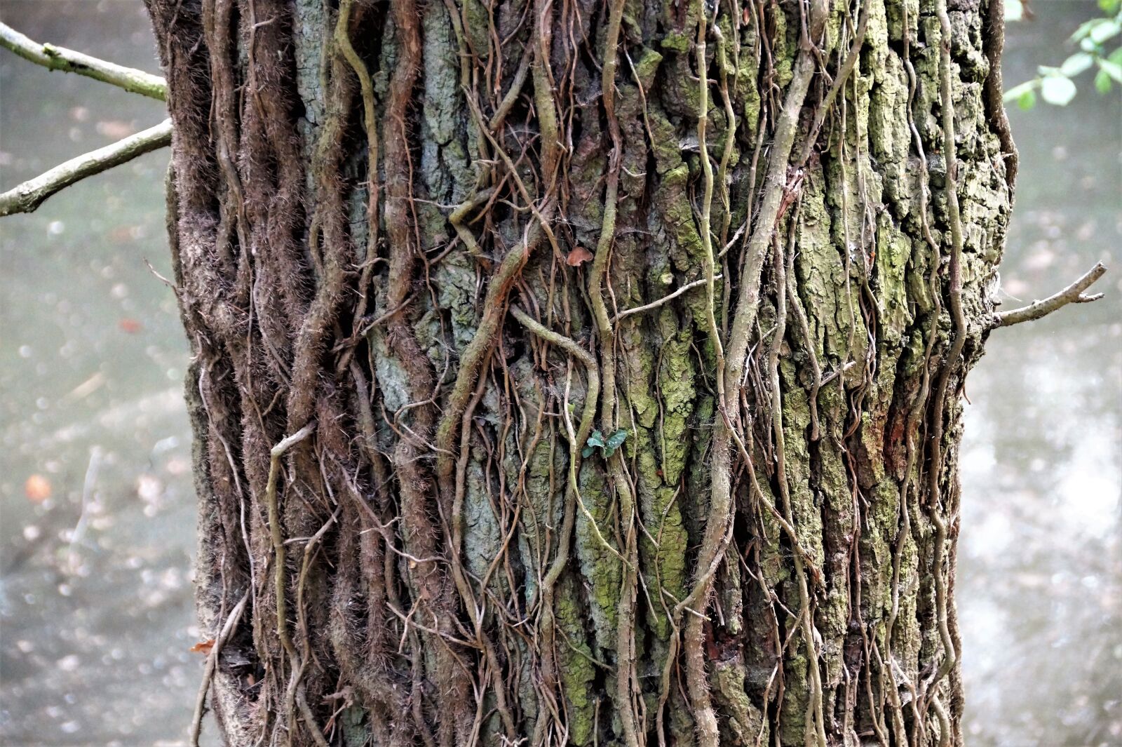 Sony SLT-A58 sample photo. Tree, strain, creeper photography