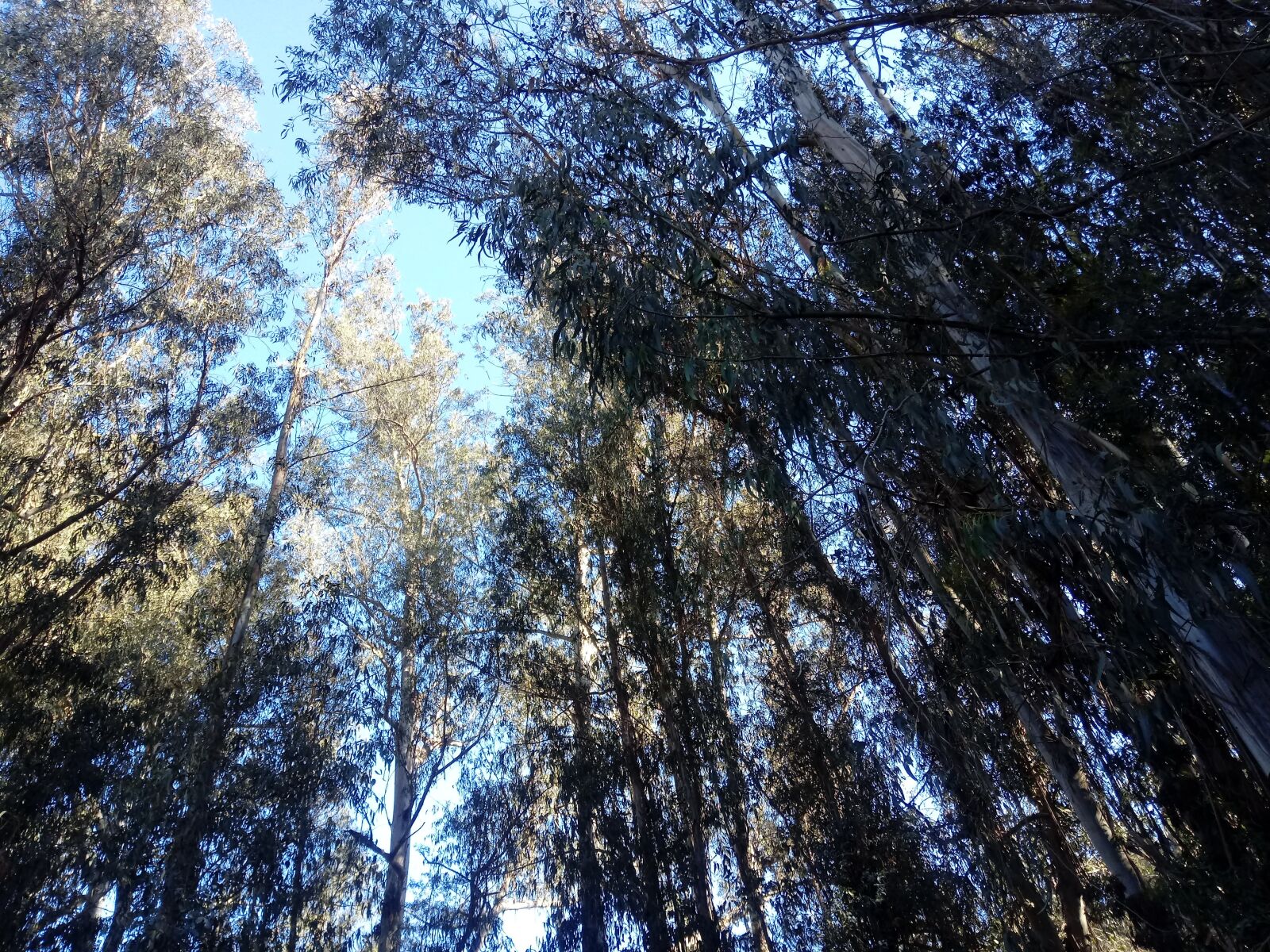LG LM-X410.F sample photo. Forest, trees, sky photography