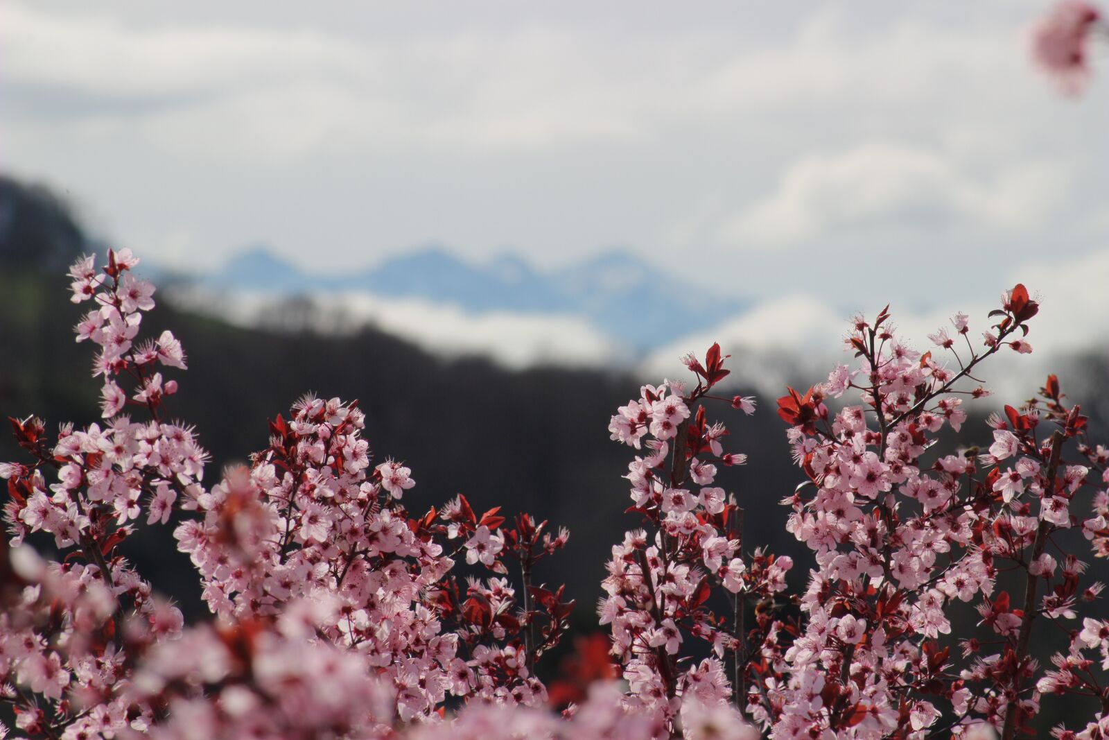 Canon EOS 100D (EOS Rebel SL1 / EOS Kiss X7) sample photo. Flowers, spring, trees photography